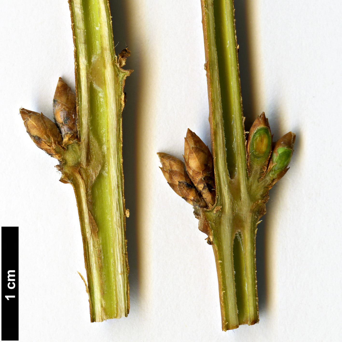 High resolution image: Family: Oleaceae - Genus: Forsythia - Taxon: suspensa - SpeciesSub: var.fortunei