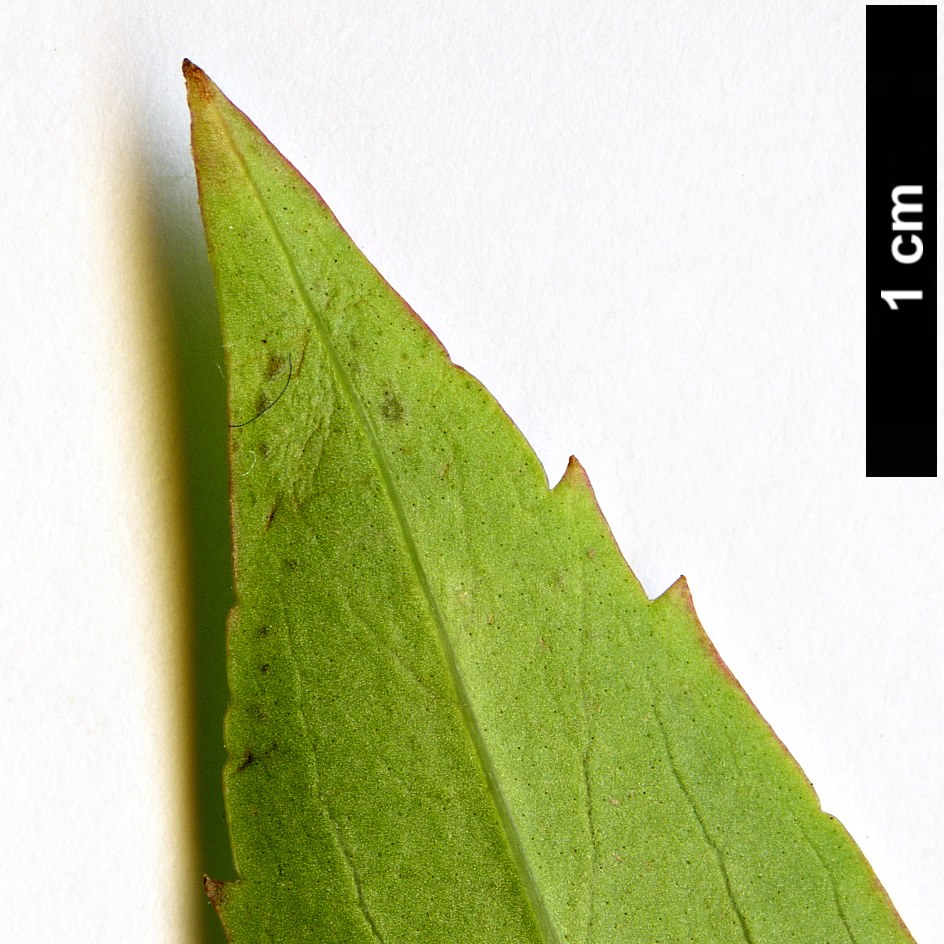 High resolution image: Family: Oleaceae - Genus: Forsythia - Taxon: viridissima
