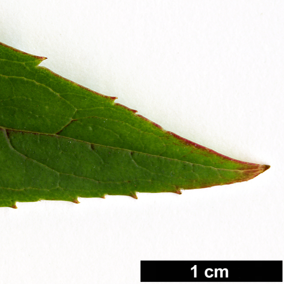 High resolution image: Family: Oleaceae - Genus: Forsythia - Taxon: viridissima