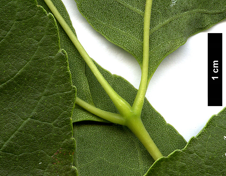 High resolution image: Family: Oleaceae - Genus: Fraxinus - Taxon: albicans