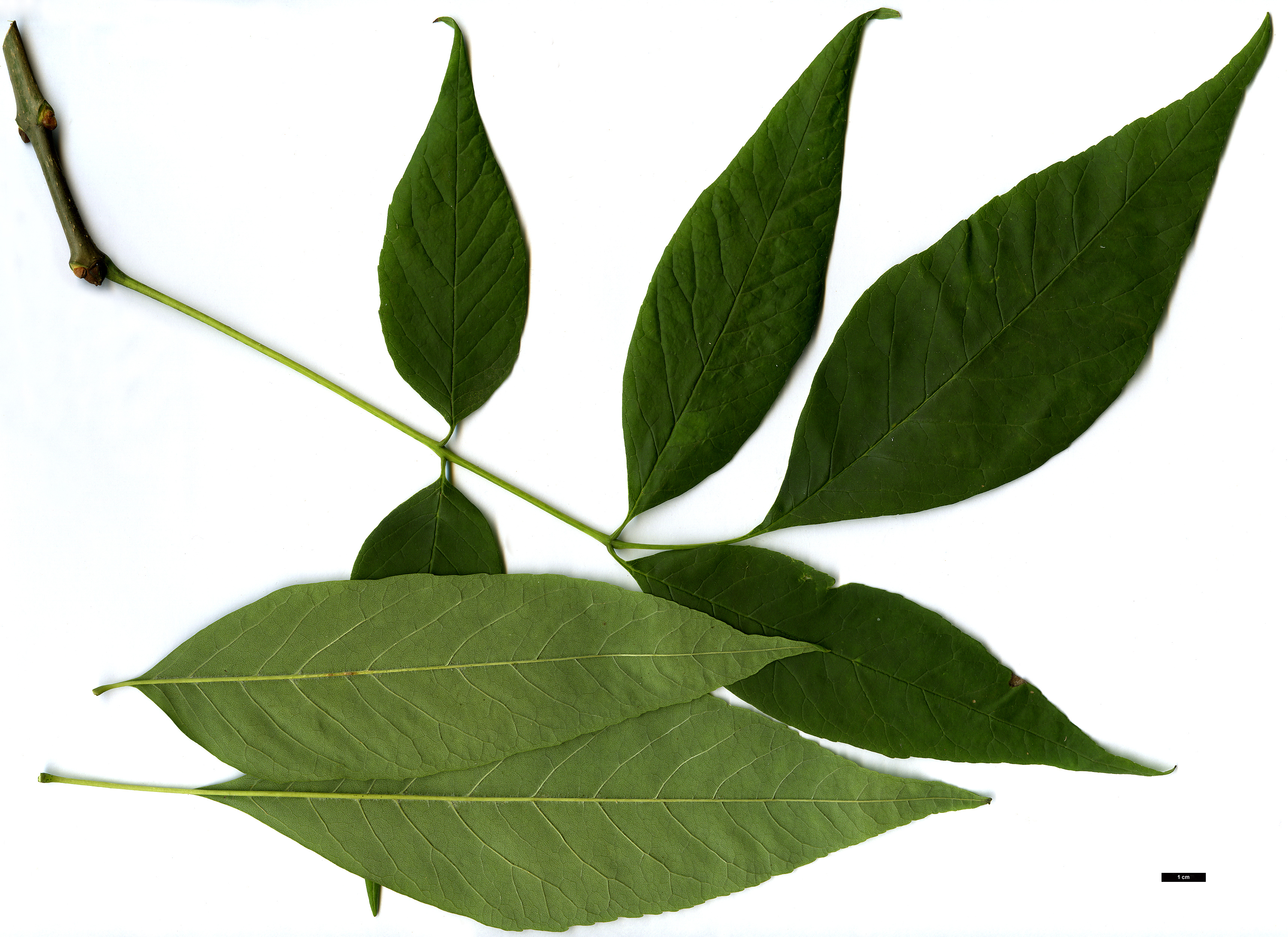 High resolution image: Family: Oleaceae - Genus: Fraxinus - Taxon: americana High resolution image: Family: Oleaceae - Genus: Fraxinus - Taxon: americana