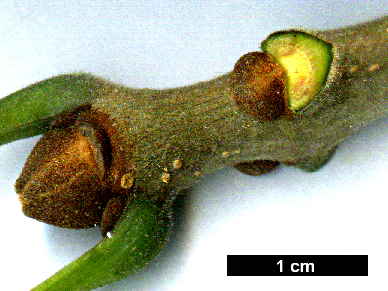 High resolution image: Family: Oleaceae - Genus: Fraxinus - Taxon: americana High resolution image: Family: Oleaceae - Genus: Fraxinus - Taxon: americana