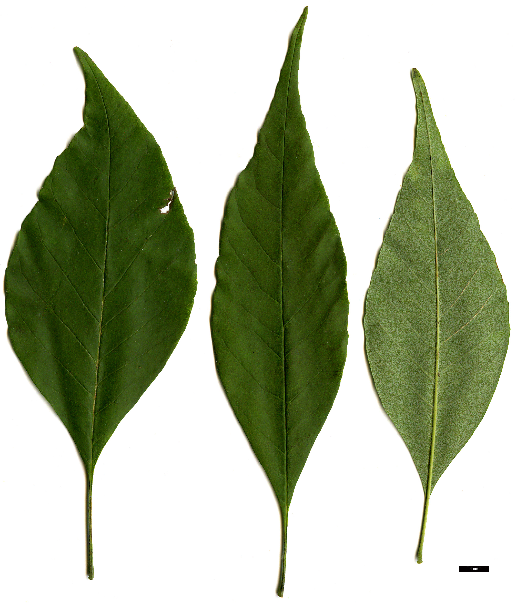 High resolution image: Family: Oleaceae - Genus: Fraxinus - Taxon: americana High resolution image: Family: Oleaceae - Genus: Fraxinus - Taxon: americana