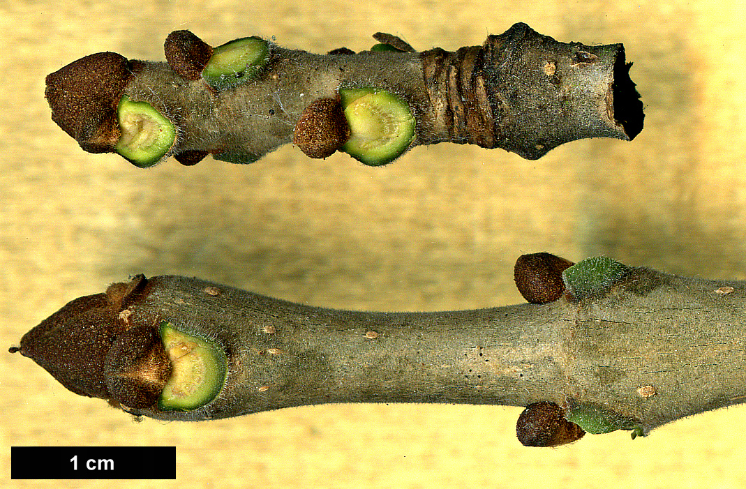 High resolution image: Family: Oleaceae - Genus: Fraxinus - Taxon: americana High resolution image: Family: Oleaceae - Genus: Fraxinus - Taxon: americana