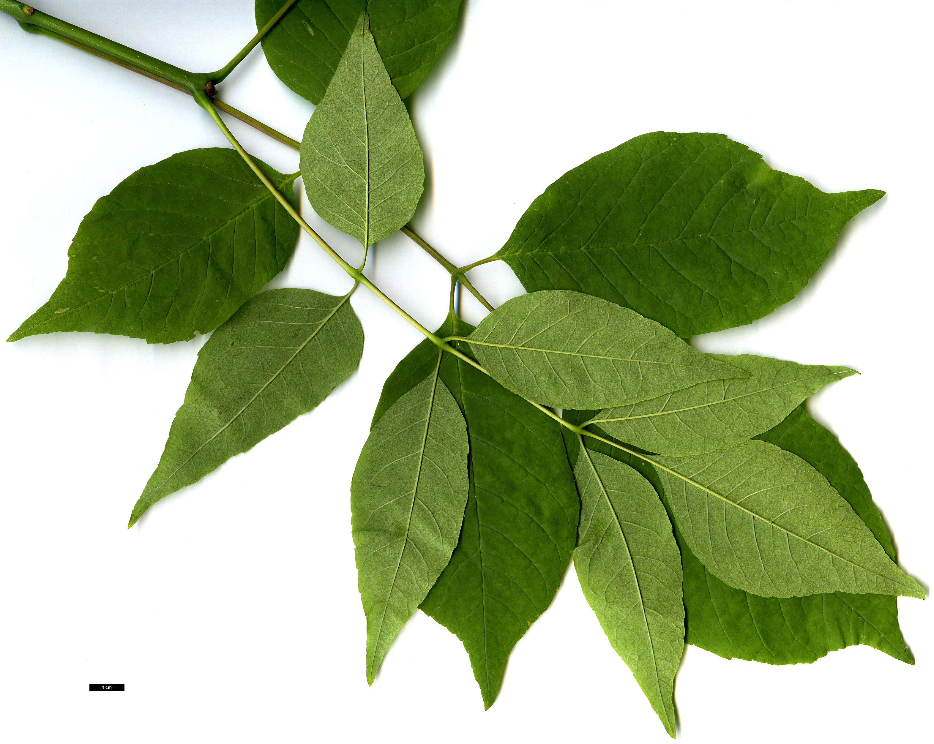 High resolution image: Family: Oleaceae - Genus: Fraxinus - Taxon: americana High resolution image: Family: Oleaceae - Genus: Fraxinus - Taxon: americana