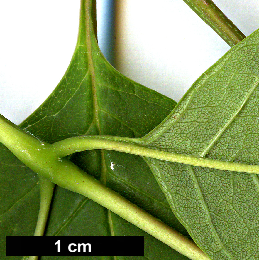 High resolution image: Family: Oleaceae - Genus: Fraxinus - Taxon: americana High resolution image: Family: Oleaceae - Genus: Fraxinus - Taxon: americana