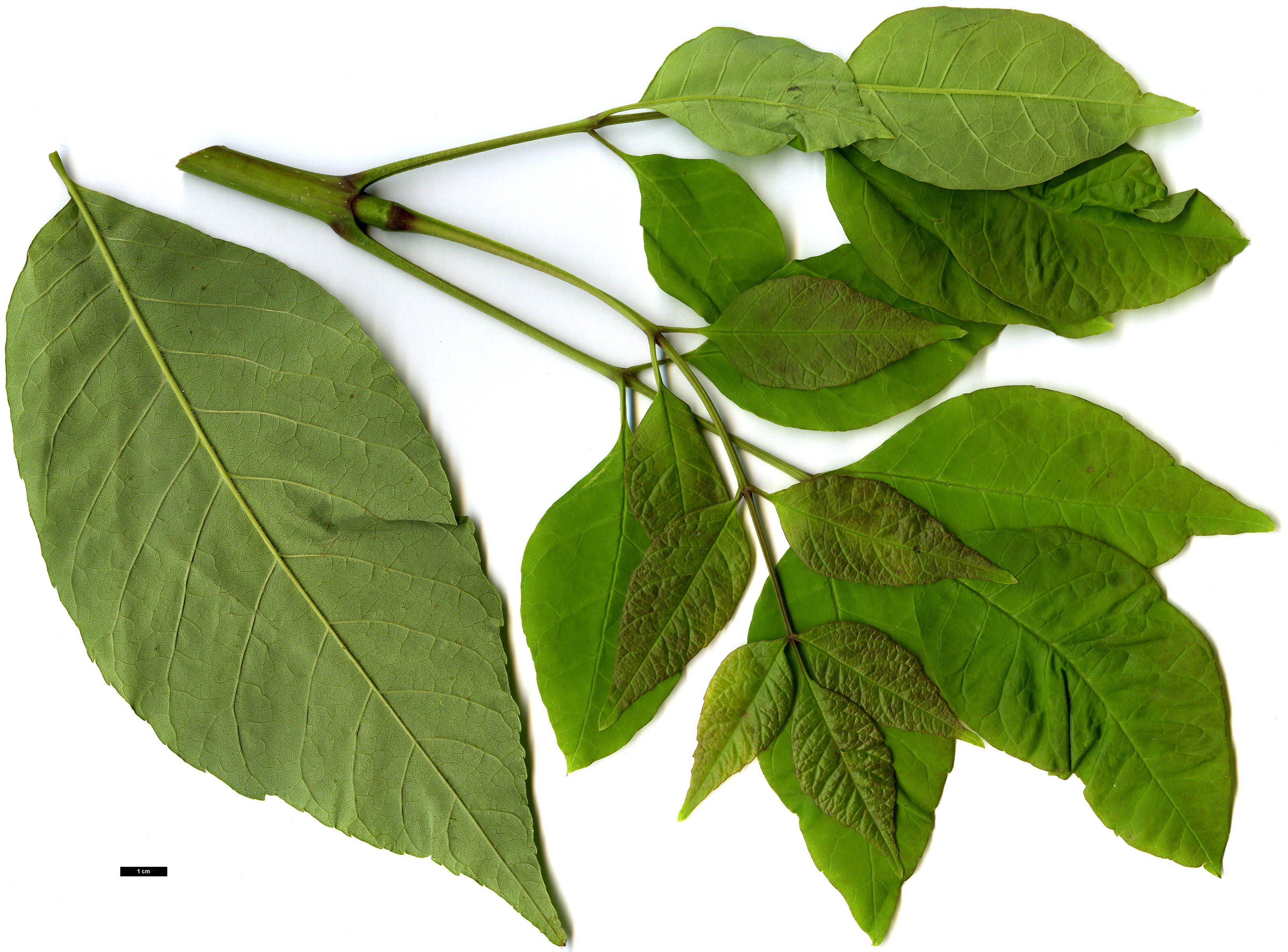 High resolution image: Family: Oleaceae - Genus: Fraxinus - Taxon: americana High resolution image: Family: Oleaceae - Genus: Fraxinus - Taxon: americana