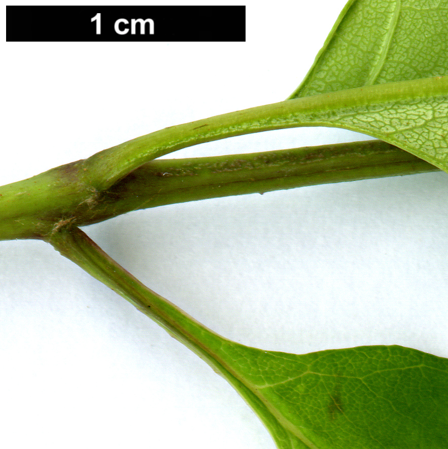 High resolution image: Family: Oleaceae - Genus: Fraxinus - Taxon: americana High resolution image: Family: Oleaceae - Genus: Fraxinus - Taxon: americana