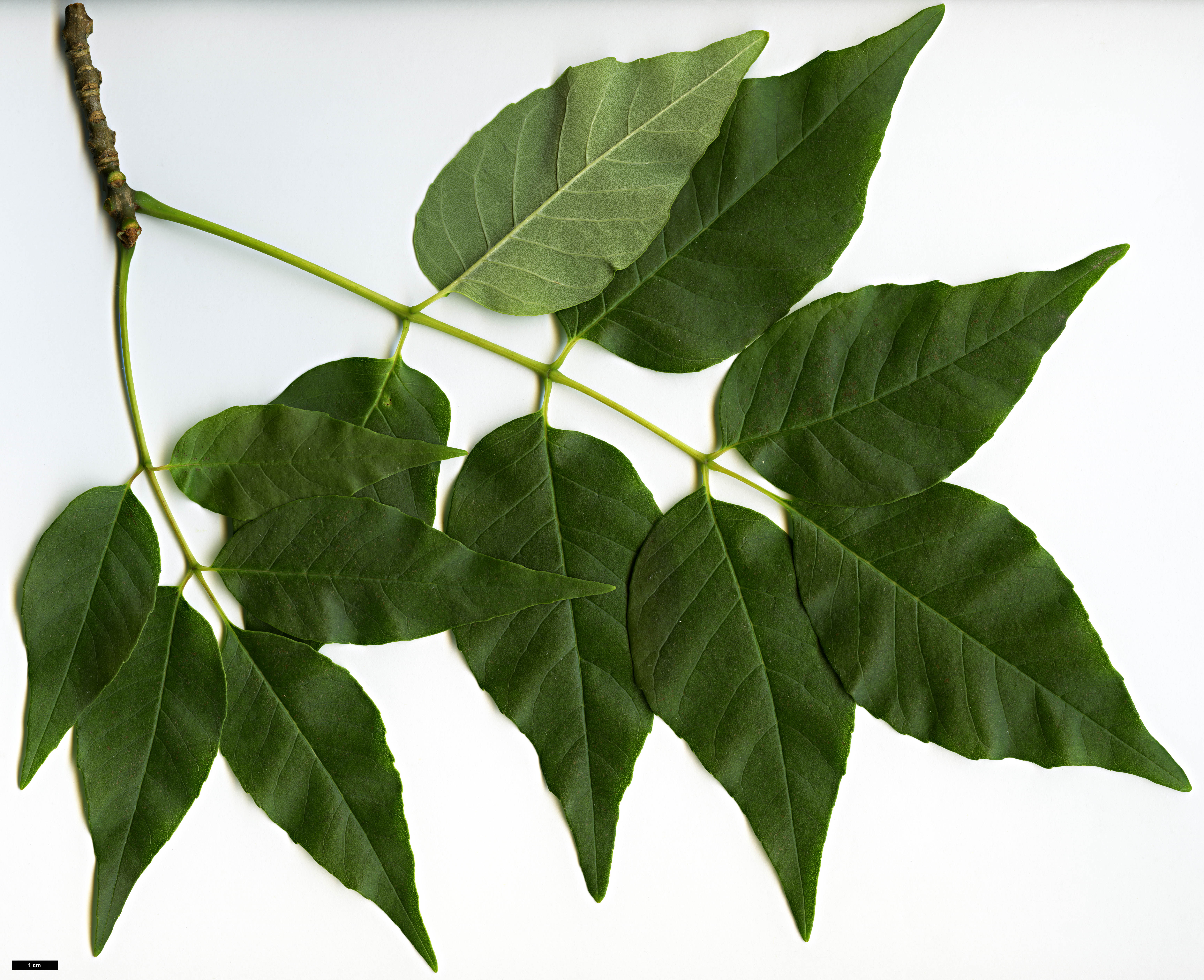 High resolution image: Family: Oleaceae - Genus: Fraxinus - Taxon: americana High resolution image: Family: Oleaceae - Genus: Fraxinus - Taxon: americana