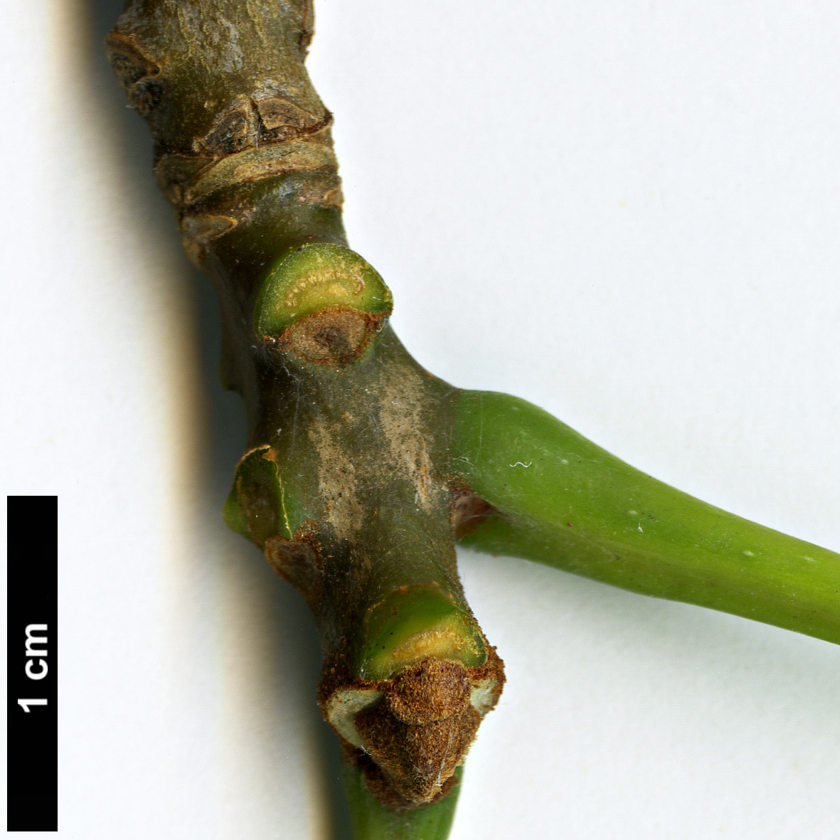 High resolution image: Family: Oleaceae - Genus: Fraxinus - Taxon: americana High resolution image: Family: Oleaceae - Genus: Fraxinus - Taxon: americana