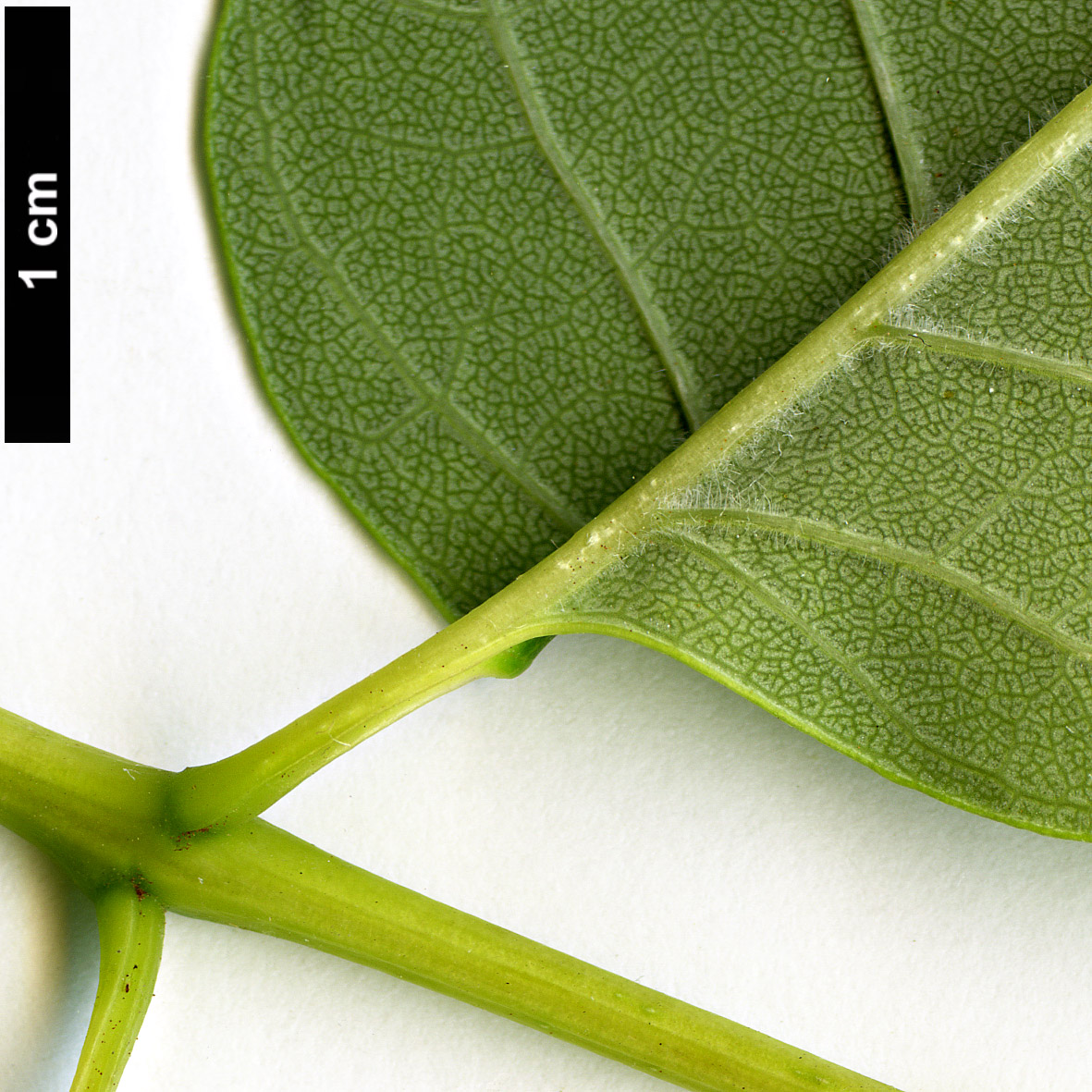 High resolution image: Family: Oleaceae - Genus: Fraxinus - Taxon: americana High resolution image: Family: Oleaceae - Genus: Fraxinus - Taxon: americana