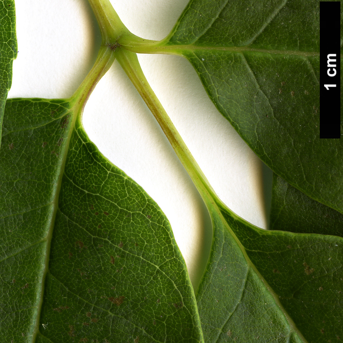 High resolution image: Family: Oleaceae - Genus: Fraxinus - Taxon: americana High resolution image: Family: Oleaceae - Genus: Fraxinus - Taxon: americana