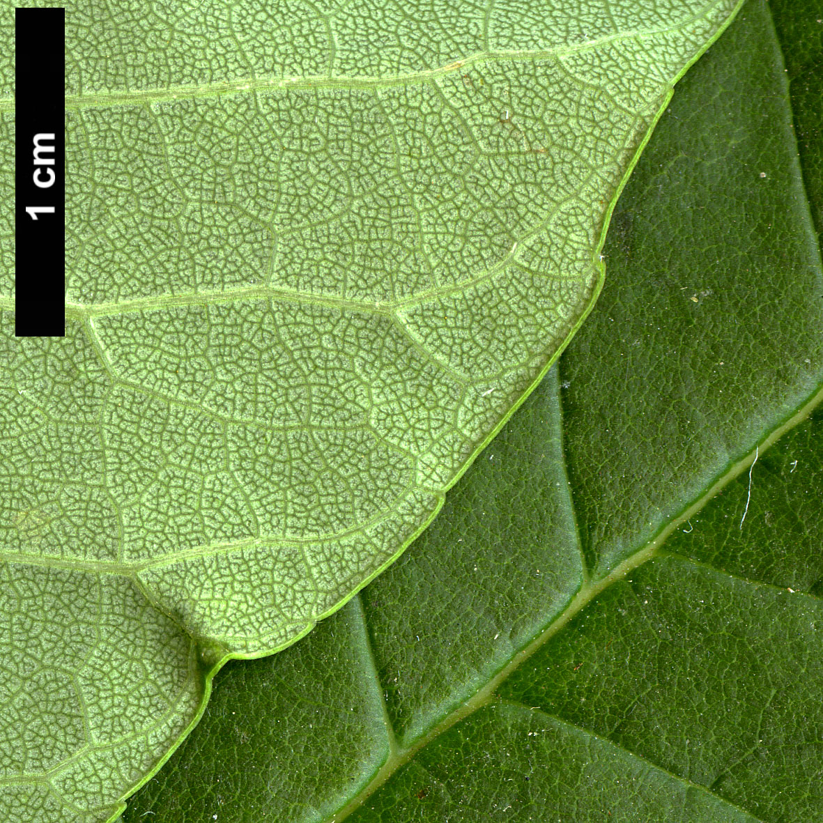 High resolution image: Family: Oleaceae - Genus: Fraxinus - Taxon: americana High resolution image: Family: Oleaceae - Genus: Fraxinus - Taxon: americana