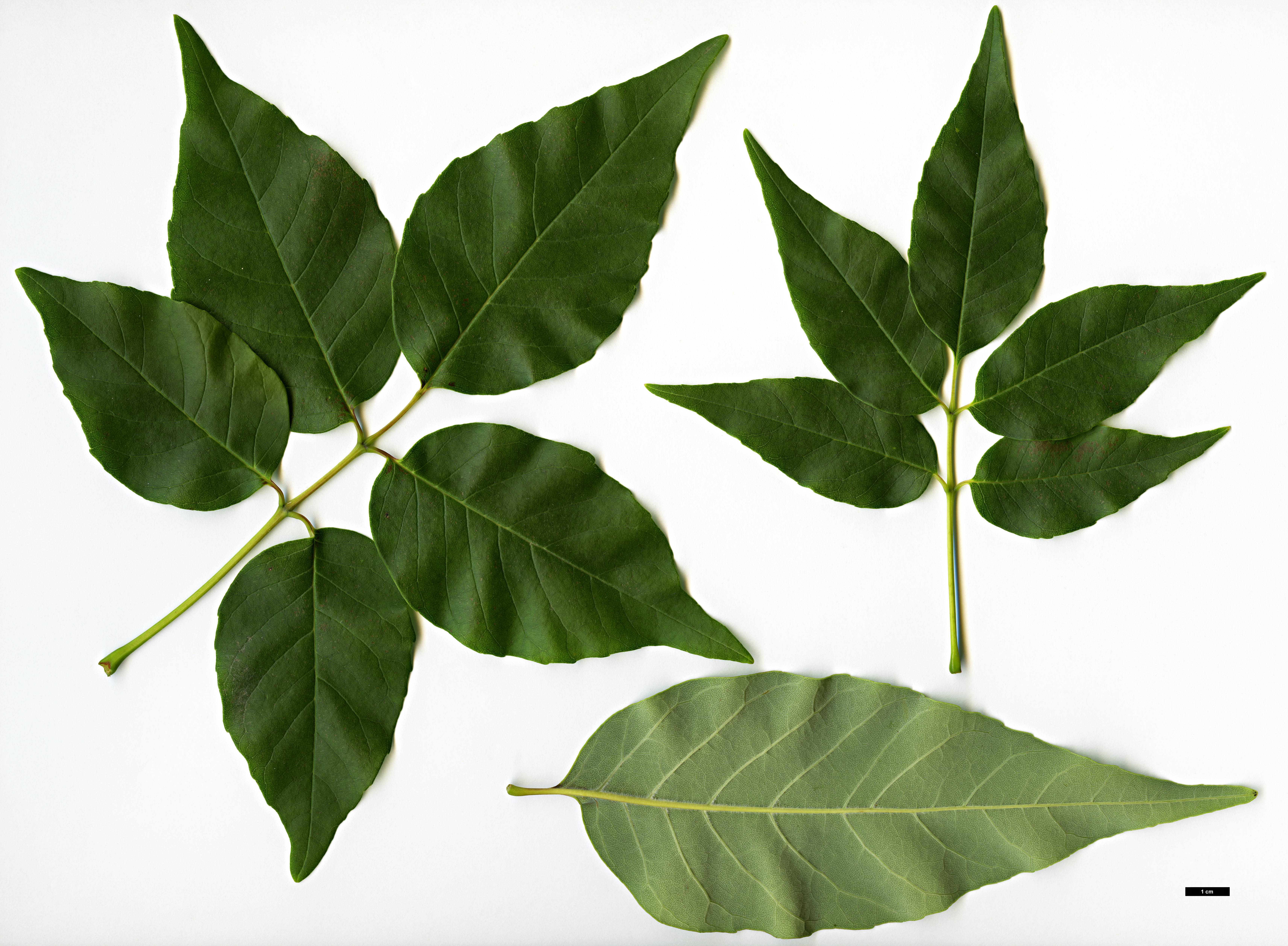 High resolution image: Family: Oleaceae - Genus: Fraxinus - Taxon: americana High resolution image: Family: Oleaceae - Genus: Fraxinus - Taxon: americana