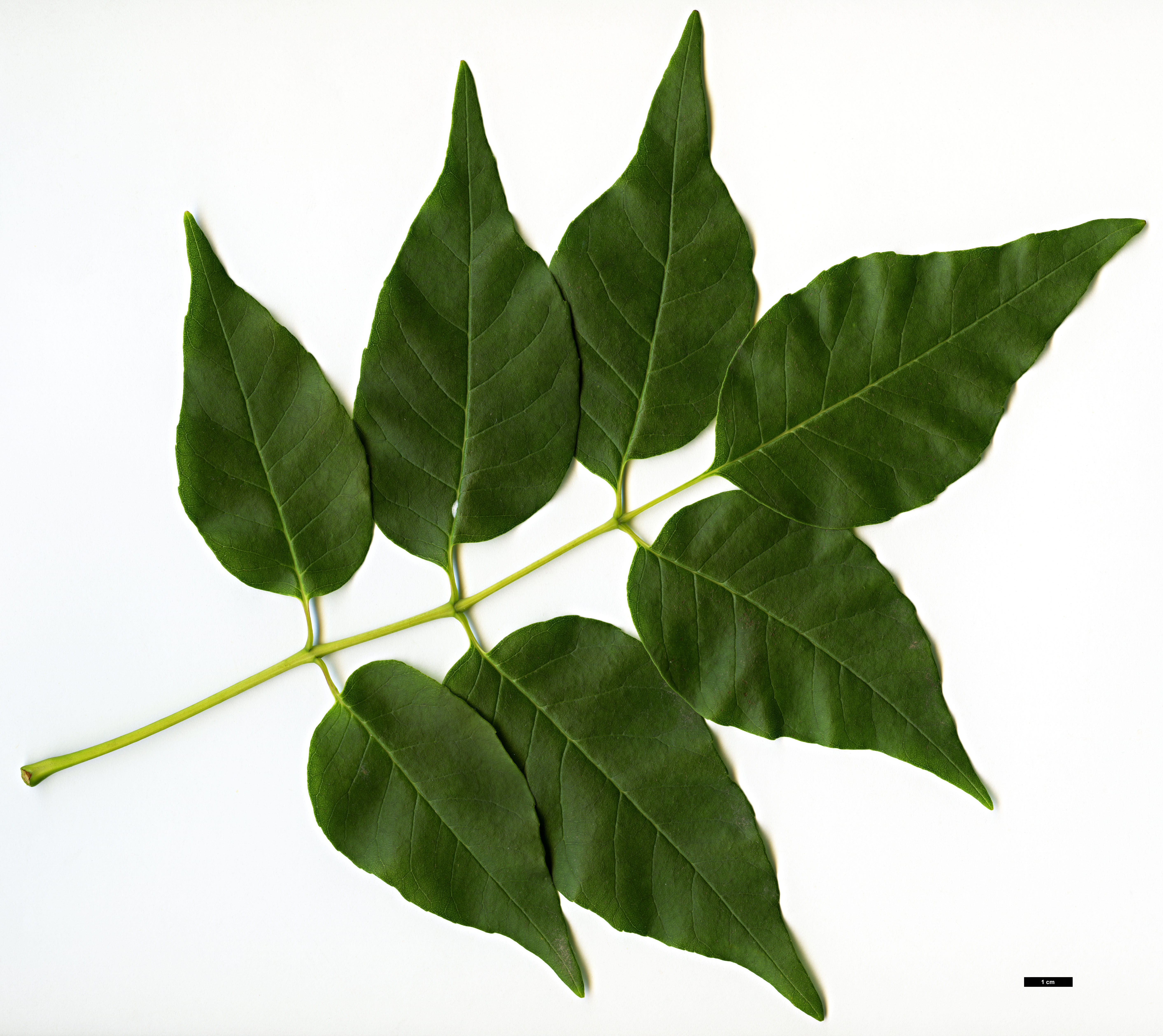 High resolution image: Family: Oleaceae - Genus: Fraxinus - Taxon: americana High resolution image: Family: Oleaceae - Genus: Fraxinus - Taxon: americana