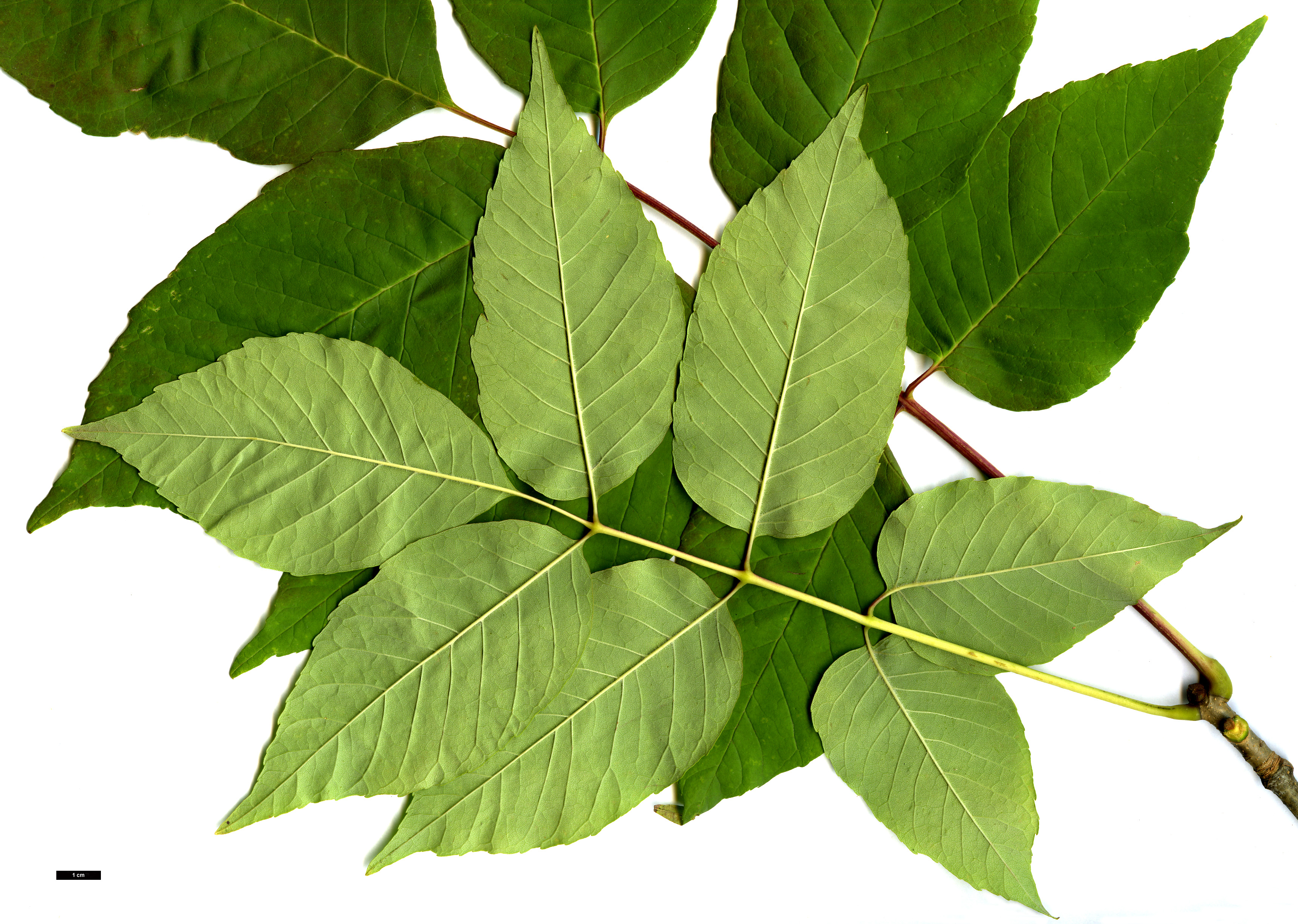 High resolution image: Family: Oleaceae - Genus: Fraxinus - Taxon: americana High resolution image: Family: Oleaceae - Genus: Fraxinus - Taxon: americana