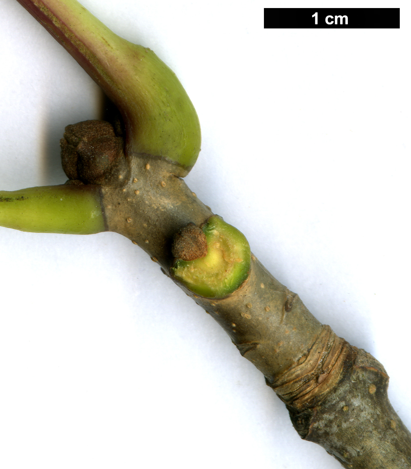 High resolution image: Family: Oleaceae - Genus: Fraxinus - Taxon: americana High resolution image: Family: Oleaceae - Genus: Fraxinus - Taxon: americana