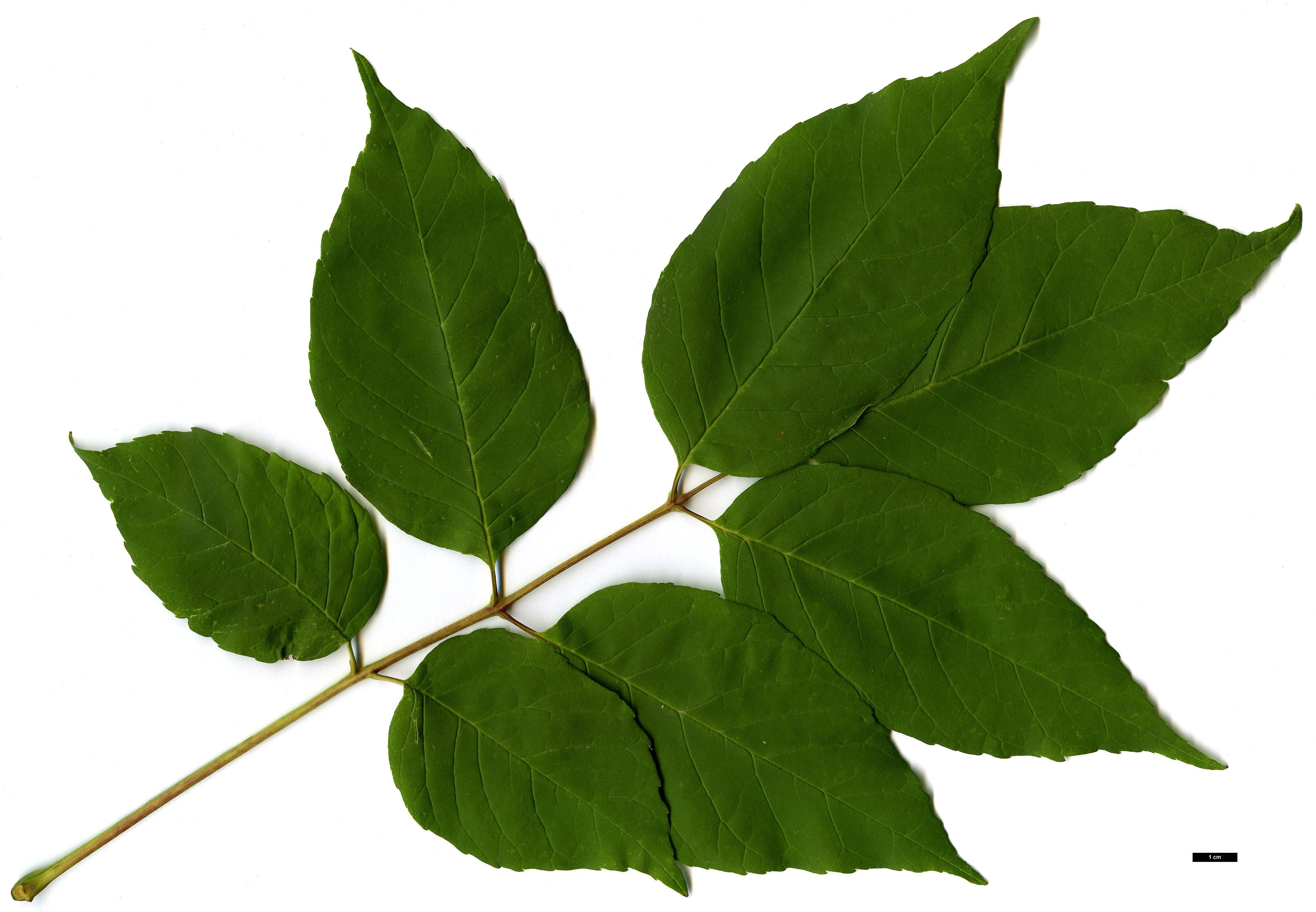 High resolution image: Family: Oleaceae - Genus: Fraxinus - Taxon: americana High resolution image: Family: Oleaceae - Genus: Fraxinus - Taxon: americana