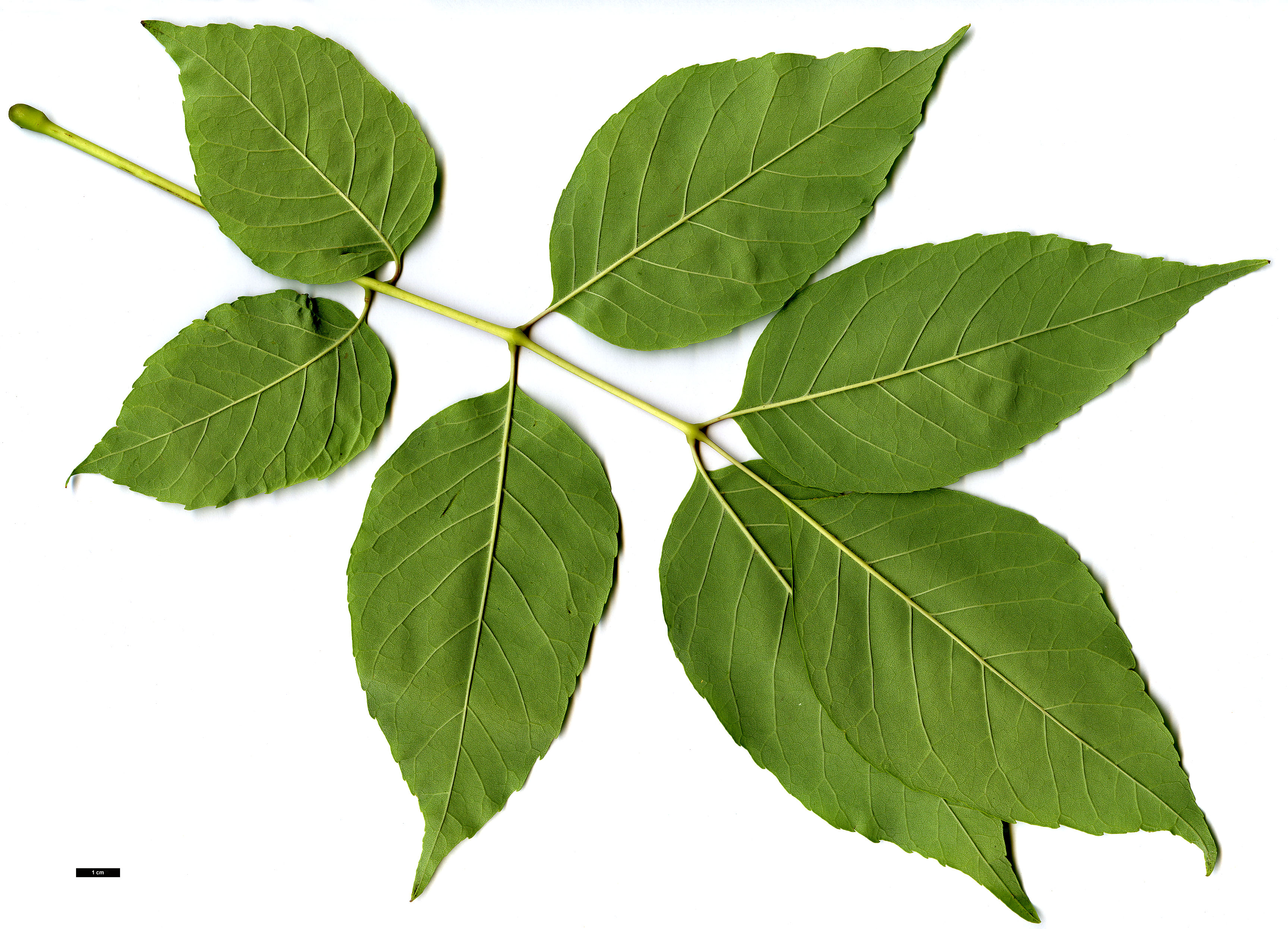 High resolution image: Family: Oleaceae - Genus: Fraxinus - Taxon: americana High resolution image: Family: Oleaceae - Genus: Fraxinus - Taxon: americana