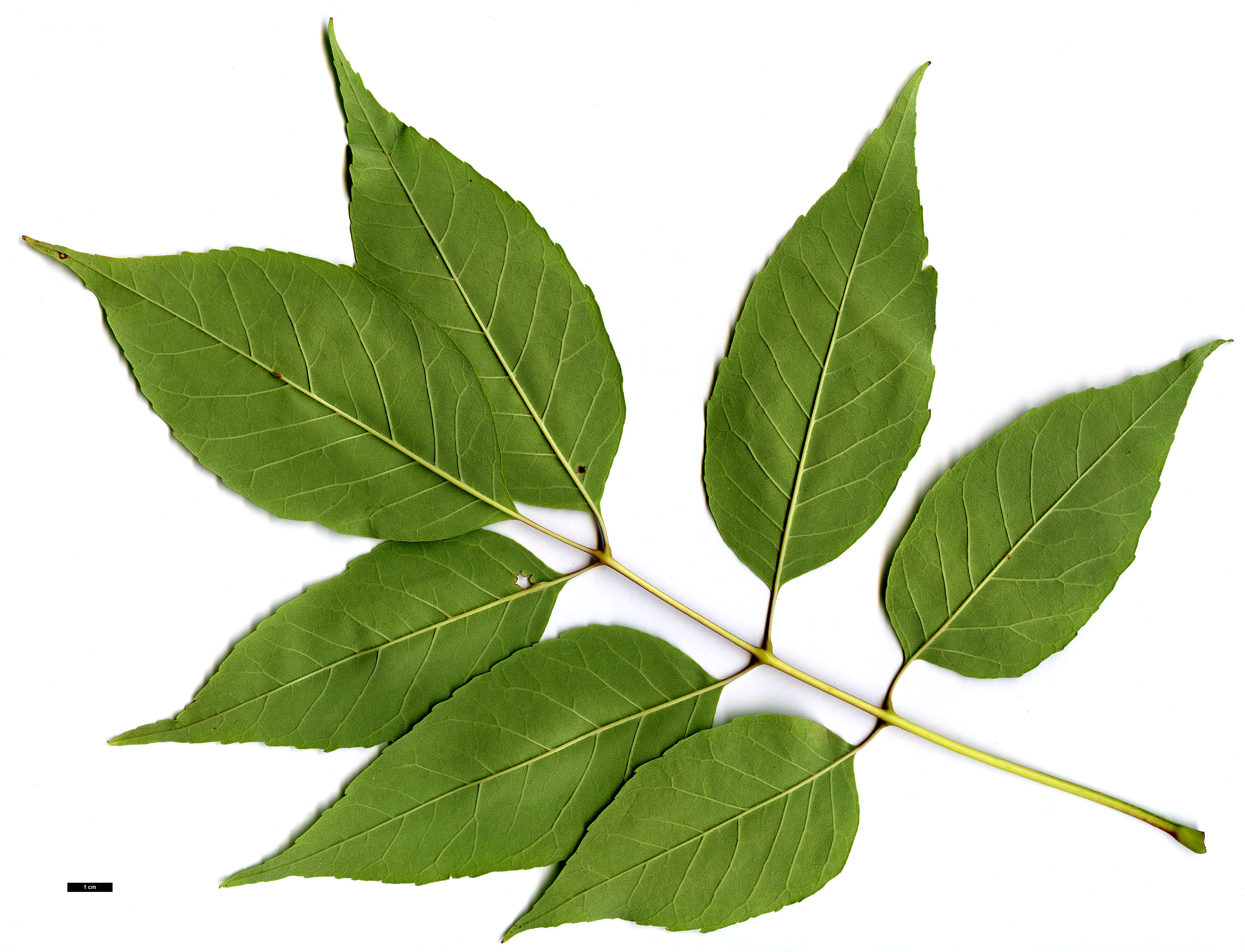 High resolution image: Family: Oleaceae - Genus: Fraxinus - Taxon: americana High resolution image: Family: Oleaceae - Genus: Fraxinus - Taxon: americana