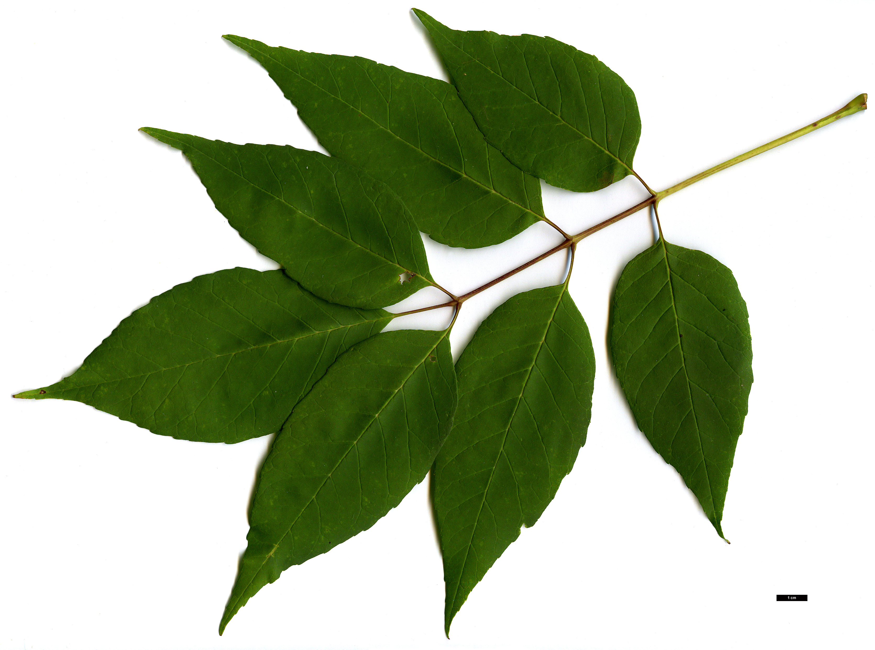 High resolution image: Family: Oleaceae - Genus: Fraxinus - Taxon: americana High resolution image: Family: Oleaceae - Genus: Fraxinus - Taxon: americana