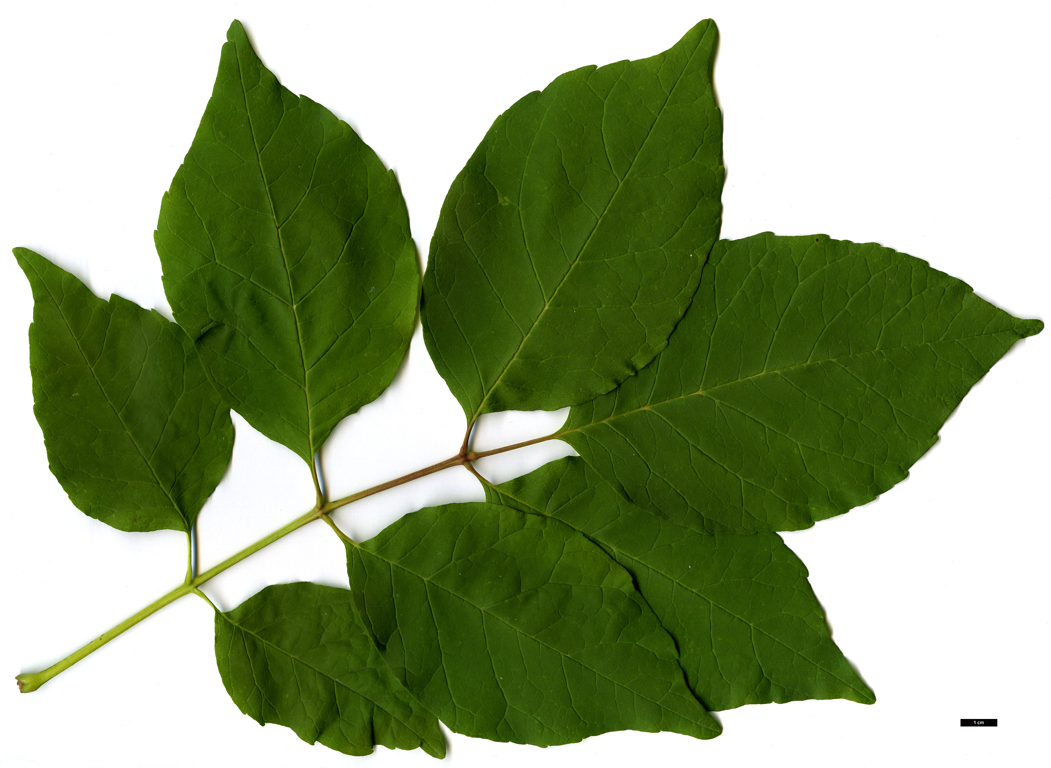 High resolution image: Family: Oleaceae - Genus: Fraxinus - Taxon: americana High resolution image: Family: Oleaceae - Genus: Fraxinus - Taxon: americana