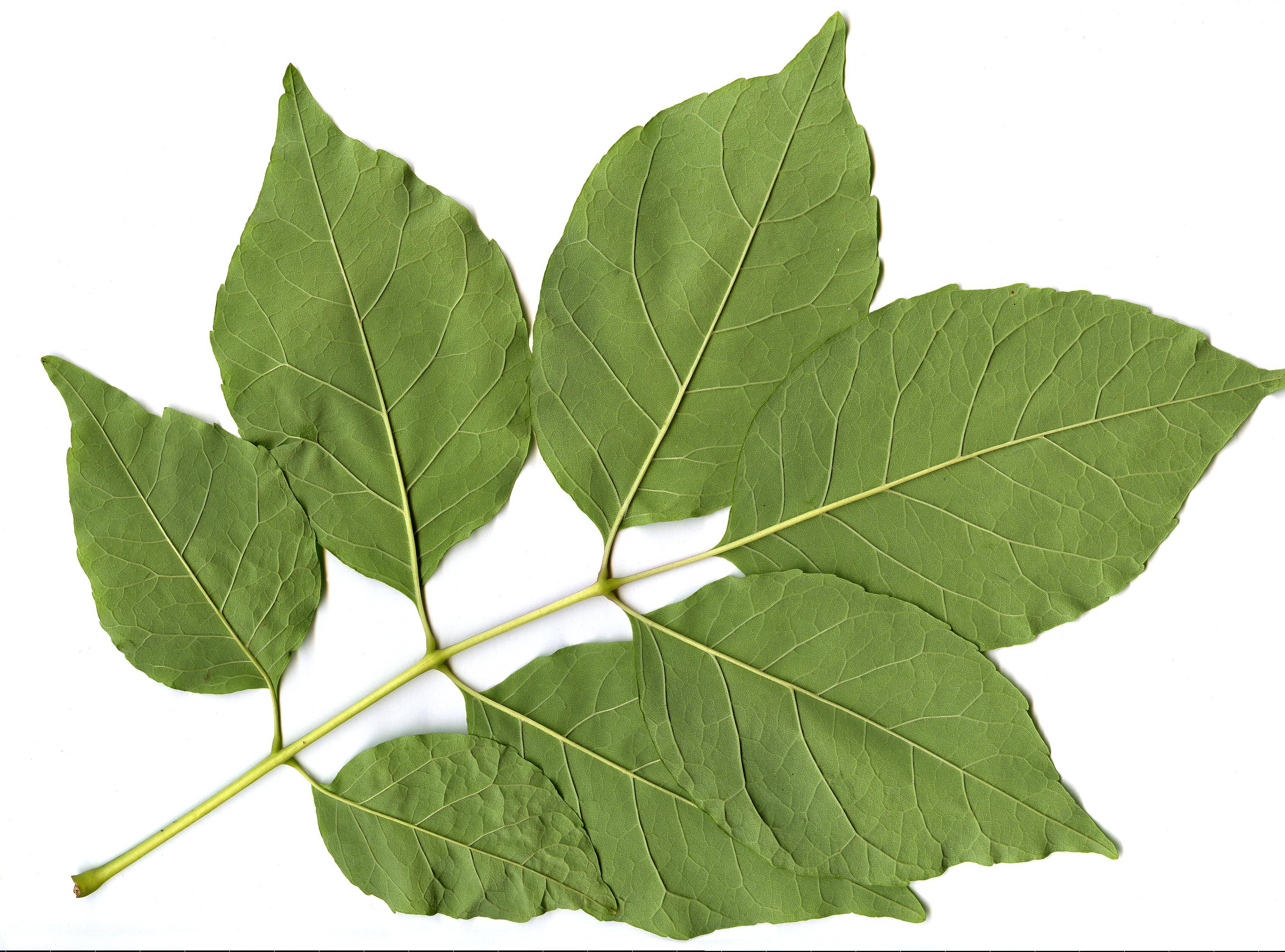 High resolution image: Family: Oleaceae - Genus: Fraxinus - Taxon: americana High resolution image: Family: Oleaceae - Genus: Fraxinus - Taxon: americana