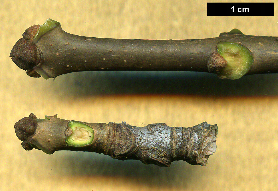 High resolution image: Family: Oleaceae - Genus: Fraxinus - Taxon: americana High resolution image: Family: Oleaceae - Genus: Fraxinus - Taxon: americana