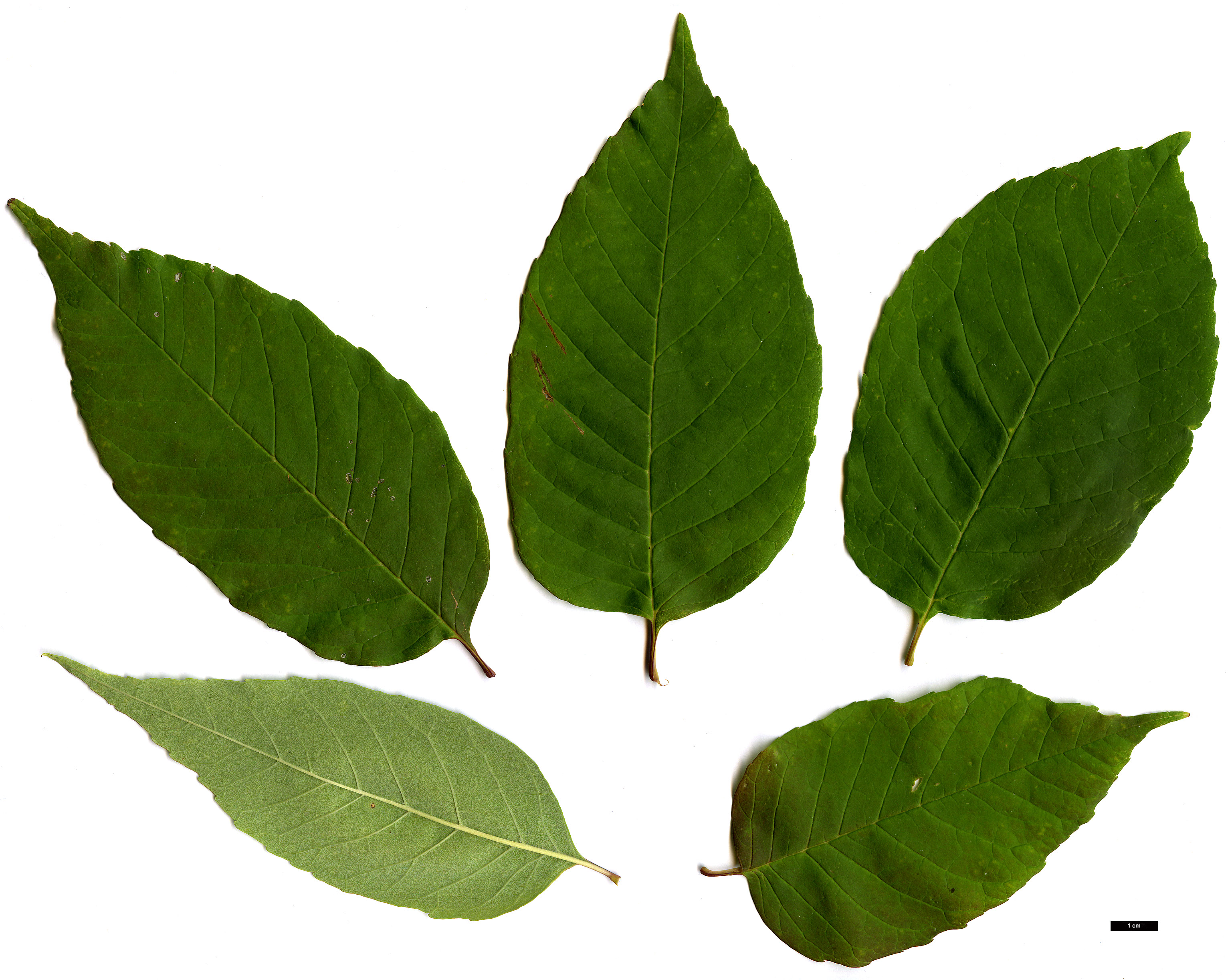 High resolution image: Family: Oleaceae - Genus: Fraxinus - Taxon: americana High resolution image: Family: Oleaceae - Genus: Fraxinus - Taxon: americana