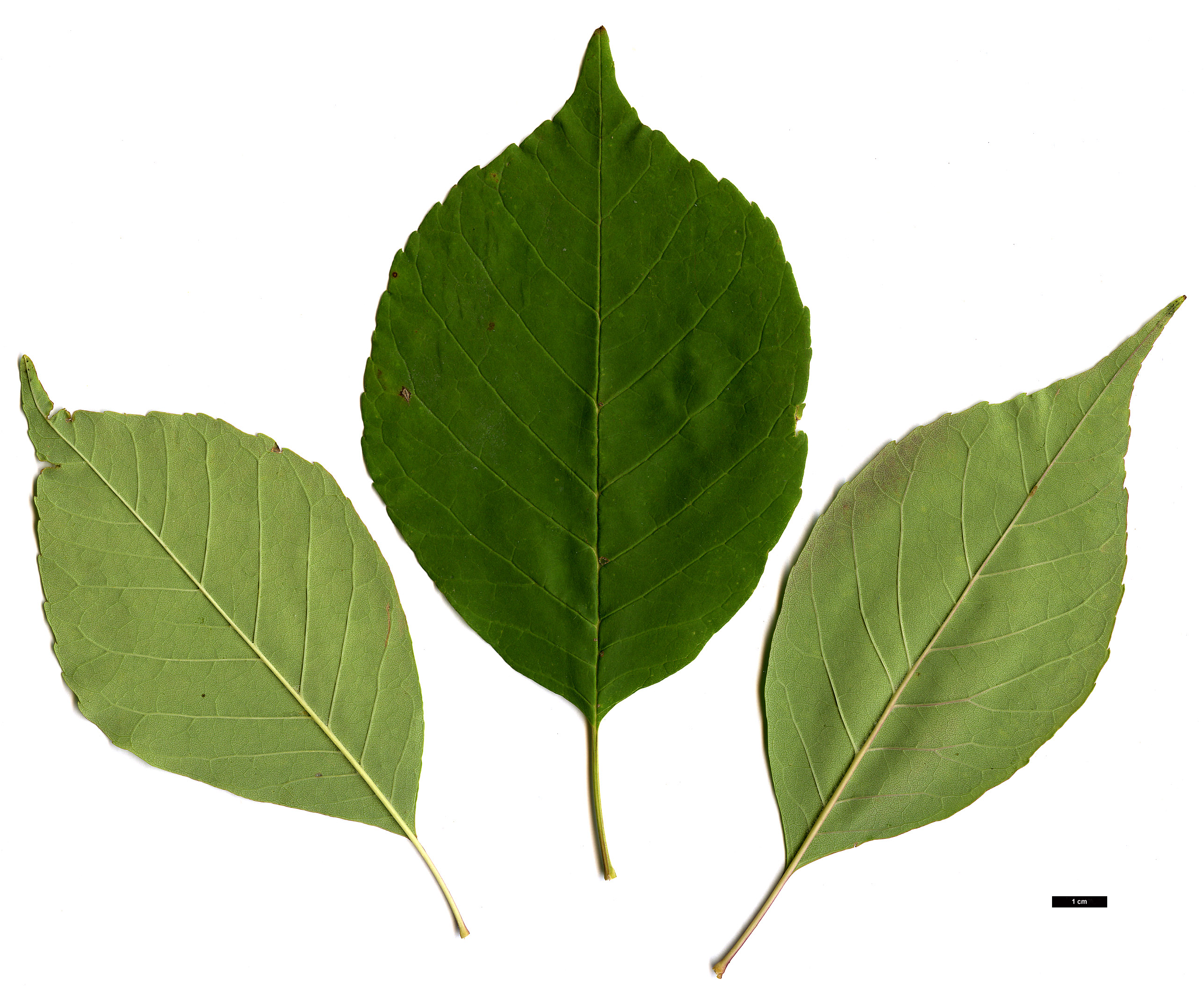 High resolution image: Family: Oleaceae - Genus: Fraxinus - Taxon: americana High resolution image: Family: Oleaceae - Genus: Fraxinus - Taxon: americana