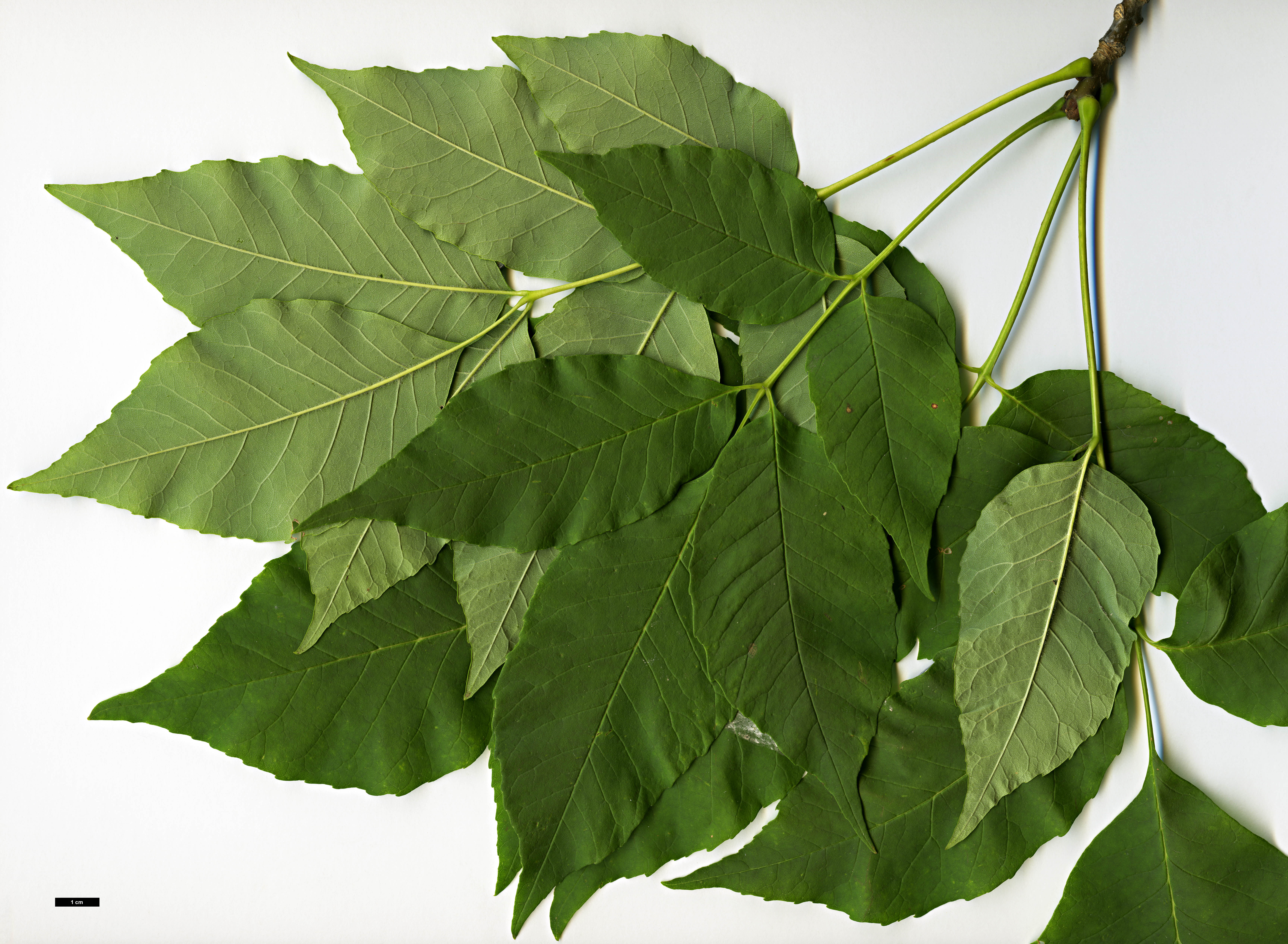 High resolution image: Family: Oleaceae - Genus: Fraxinus - Taxon: americana High resolution image: Family: Oleaceae - Genus: Fraxinus - Taxon: americana