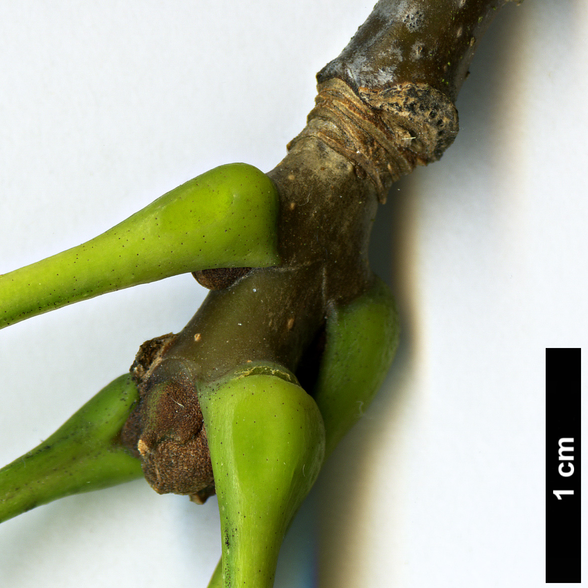 High resolution image: Family: Oleaceae - Genus: Fraxinus - Taxon: americana High resolution image: Family: Oleaceae - Genus: Fraxinus - Taxon: americana