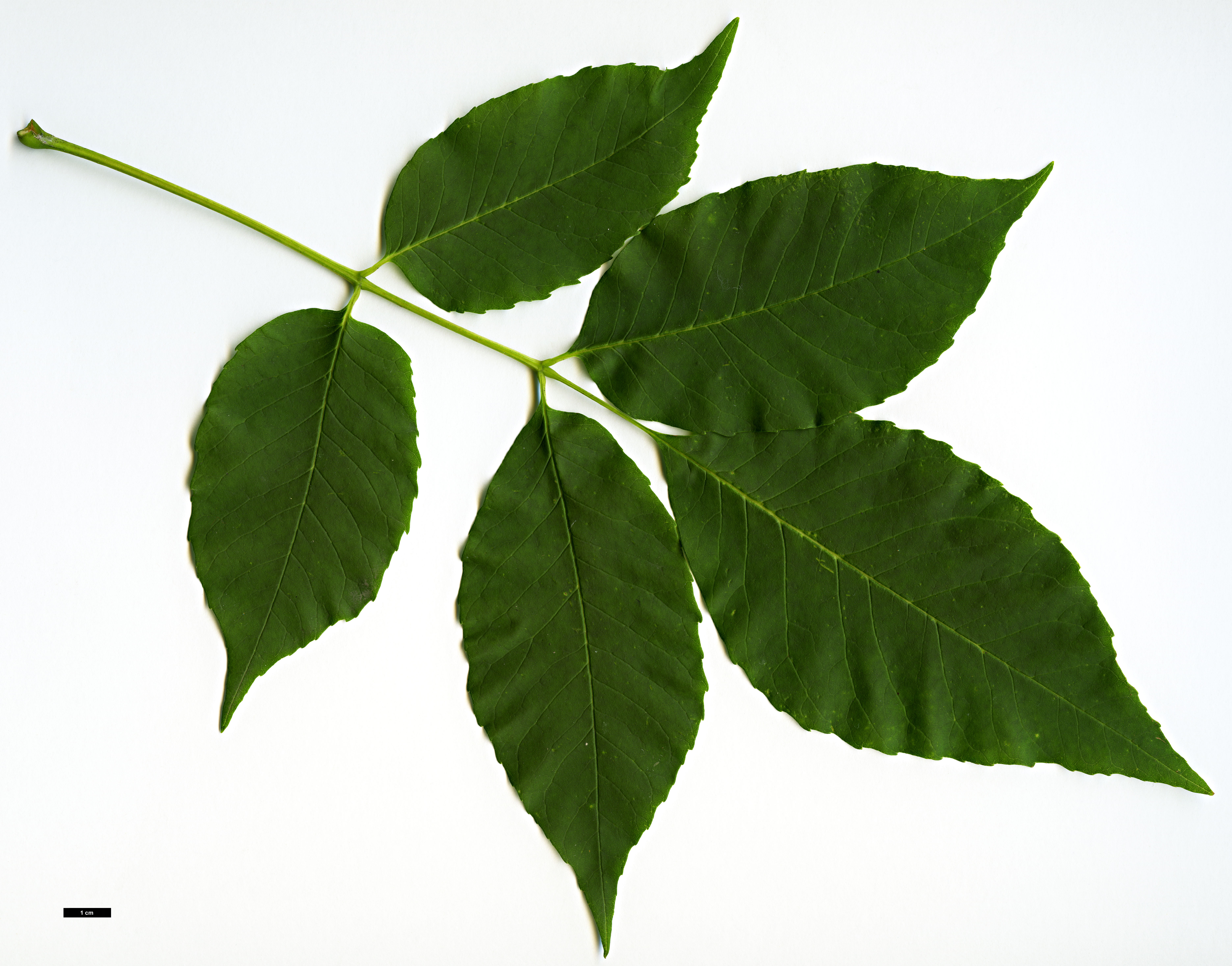 High resolution image: Family: Oleaceae - Genus: Fraxinus - Taxon: americana High resolution image: Family: Oleaceae - Genus: Fraxinus - Taxon: americana