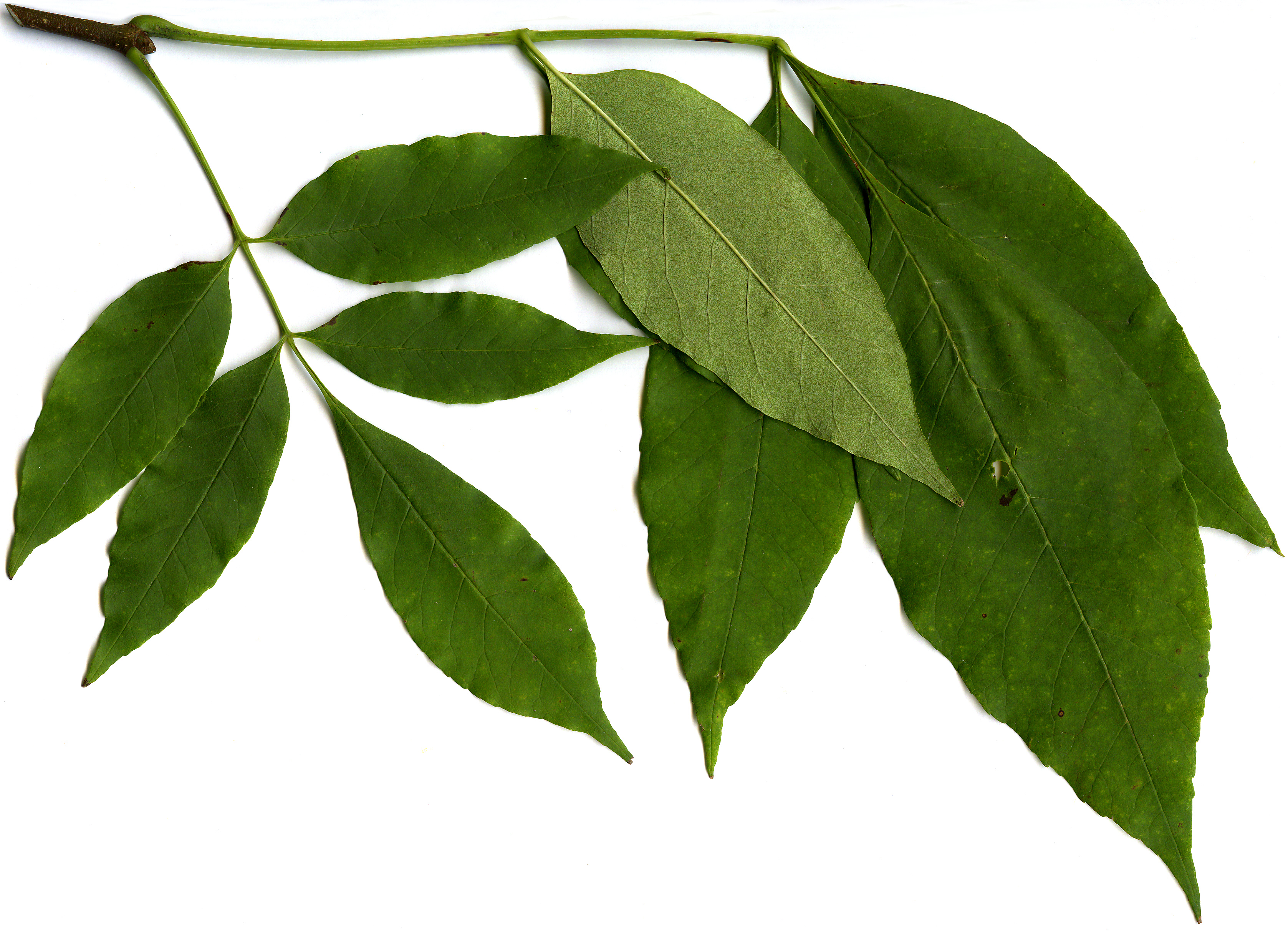 High resolution image: Family: Oleaceae - Genus: Fraxinus - Taxon: americana High resolution image: Family: Oleaceae - Genus: Fraxinus - Taxon: americana