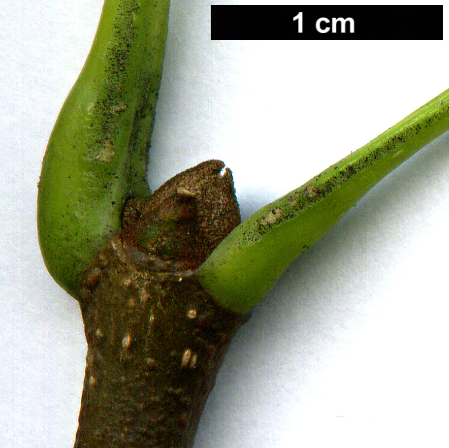 High resolution image: Family: Oleaceae - Genus: Fraxinus - Taxon: americana