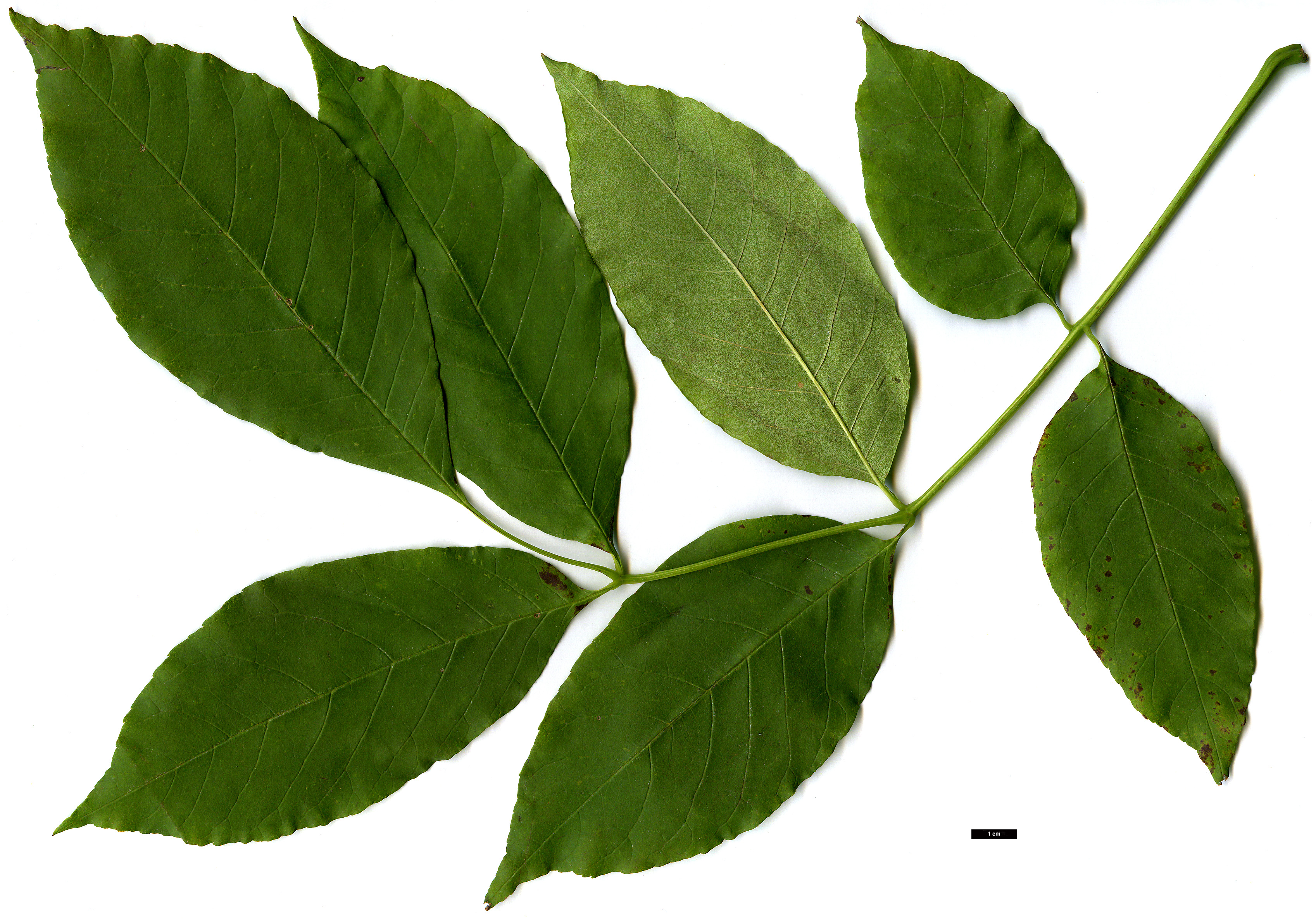 High resolution image: Family: Oleaceae - Genus: Fraxinus - Taxon: americana High resolution image: Family: Oleaceae - Genus: Fraxinus - Taxon: americana