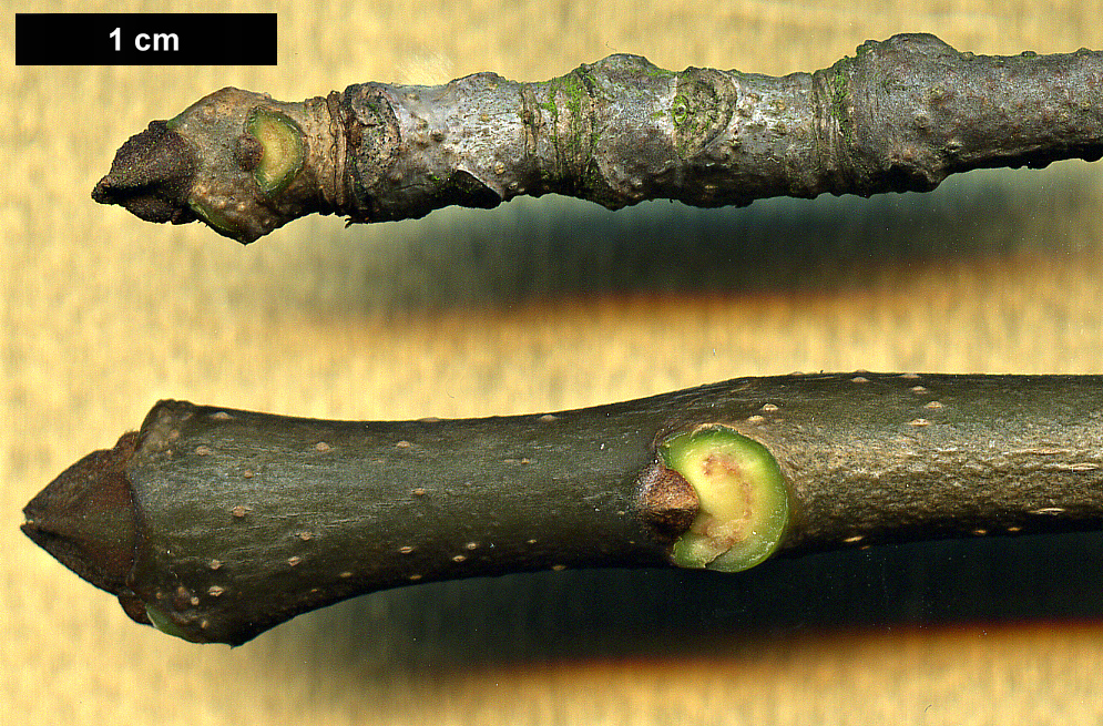 High resolution image: Family: Oleaceae - Genus: Fraxinus - Taxon: americana High resolution image: Family: Oleaceae - Genus: Fraxinus - Taxon: americana