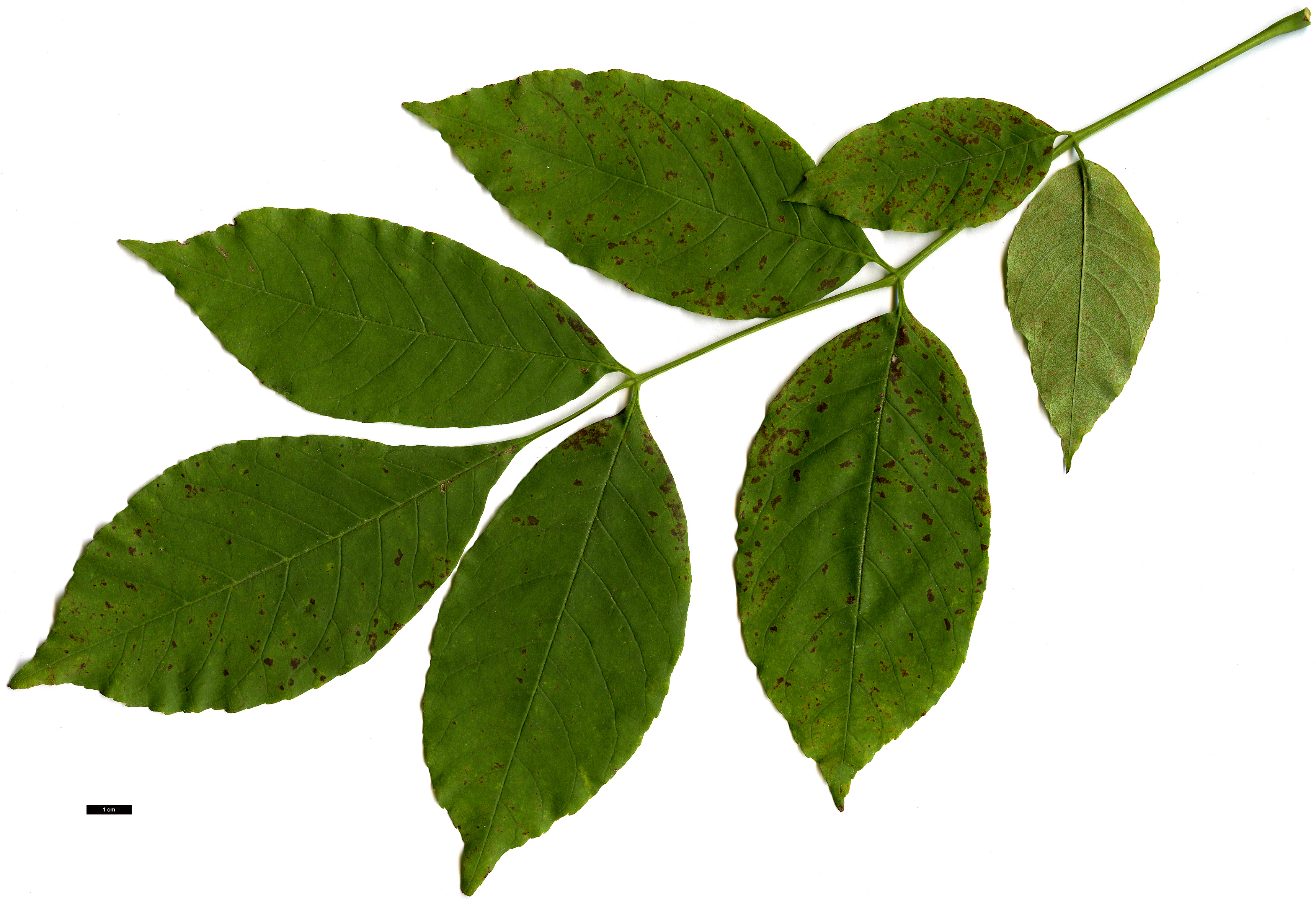 High resolution image: Family: Oleaceae - Genus: Fraxinus - Taxon: americana High resolution image: Family: Oleaceae - Genus: Fraxinus - Taxon: americana