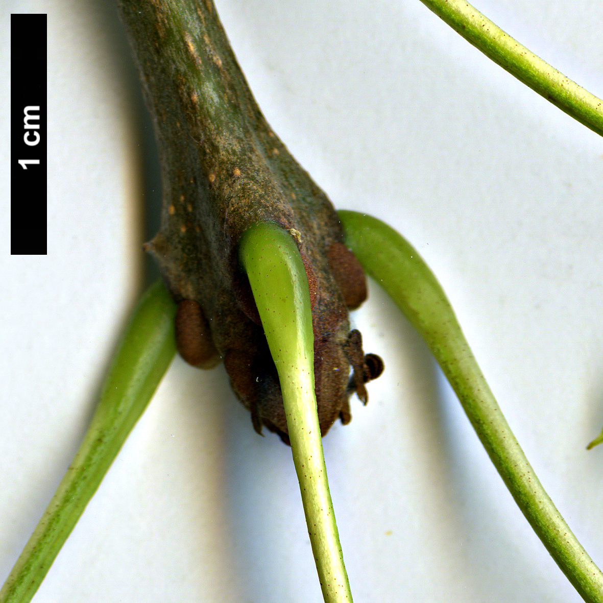 High resolution image: Family: Oleaceae - Genus: Fraxinus - Taxon: angustifolia - SpeciesSub: 'Lenticifolia'
