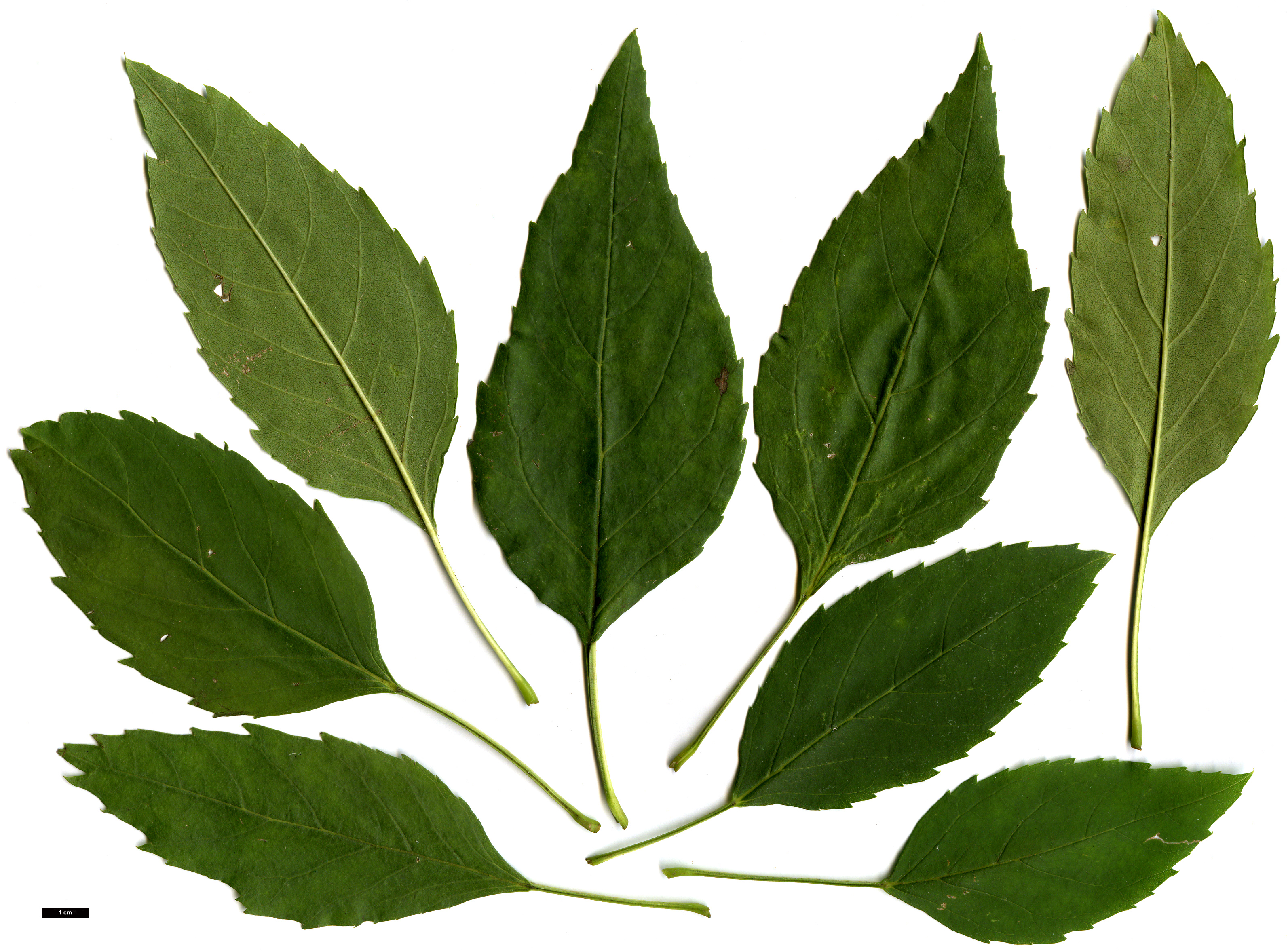 High resolution image: Family: Oleaceae - Genus: Fraxinus - Taxon: angustifolia - SpeciesSub: 'Monophylla'