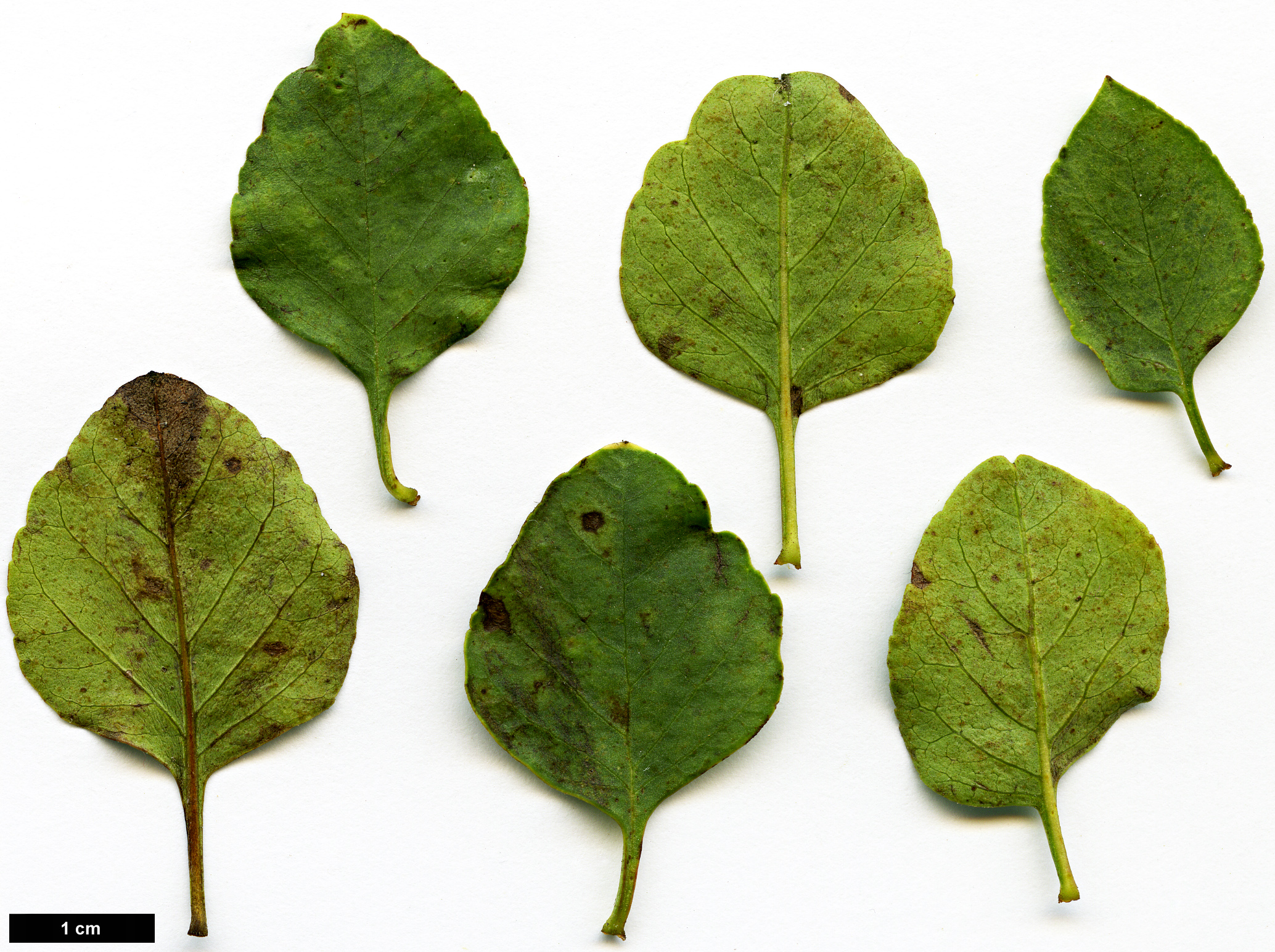 High resolution image: Family: Oleaceae - Genus: Fraxinus - Taxon: anomala