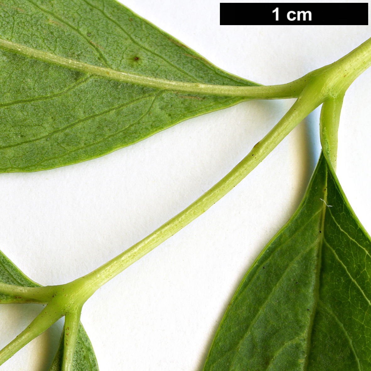 High resolution image: Family: Oleaceae - Genus: Fraxinus - Taxon: berlandieriana