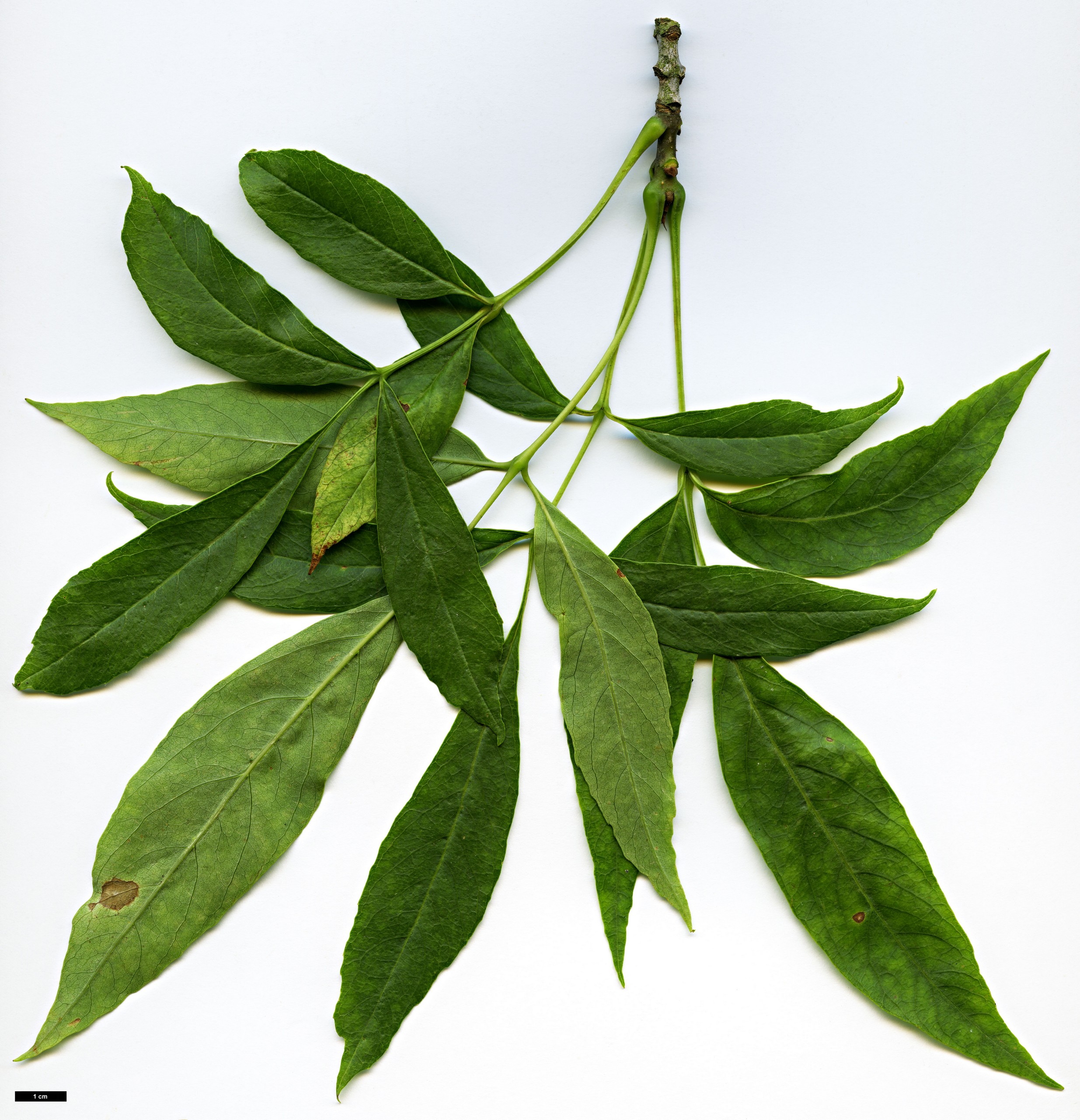 High resolution image: Family: Oleaceae - Genus: Fraxinus - Taxon: berlandieriana