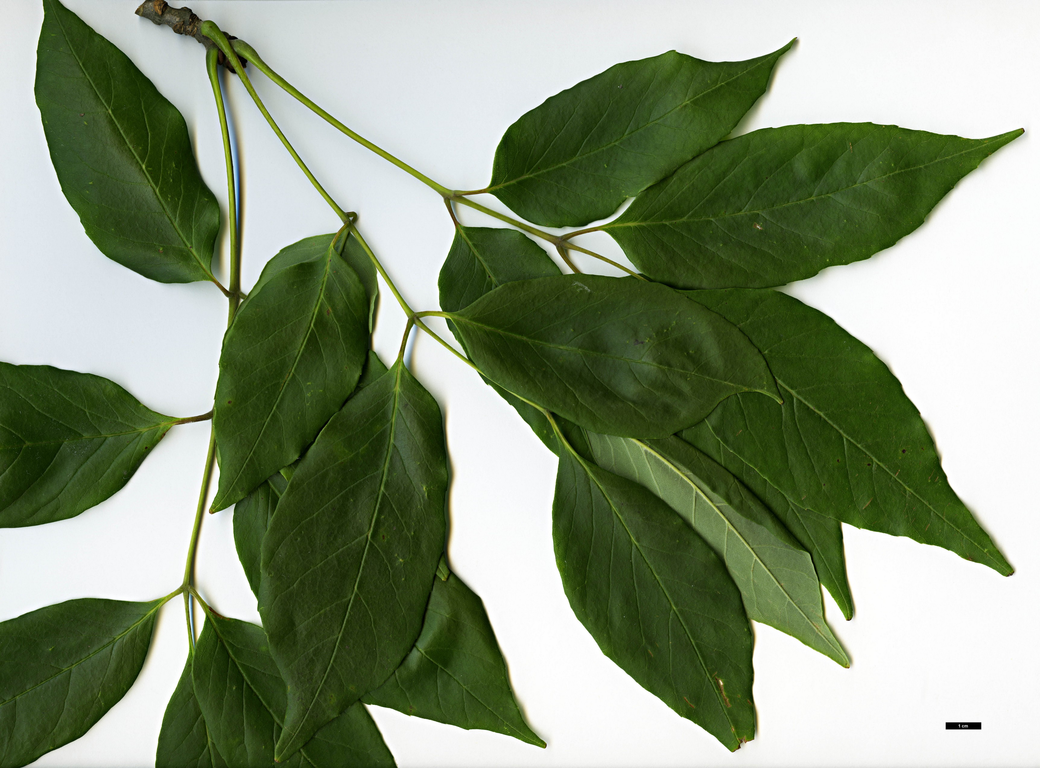 High resolution image: Family: Oleaceae - Genus: Fraxinus - Taxon: biltmoreana High resolution image: Family: Oleaceae - Genus: Fraxinus - Taxon: biltmoreana