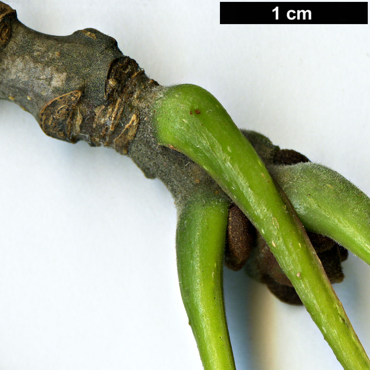 High resolution image: Family: Oleaceae - Genus: Fraxinus - Taxon: biltmoreana