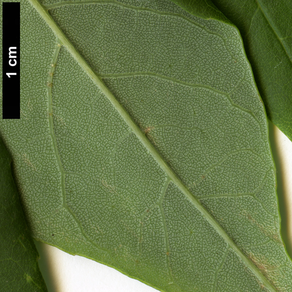 High resolution image: Family: Oleaceae - Genus: Fraxinus - Taxon: biltmoreana