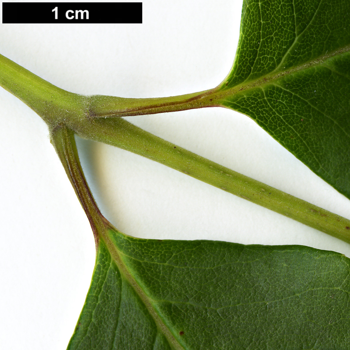 High resolution image: Family: Oleaceae - Genus: Fraxinus - Taxon: biltmoreana High resolution image: Family: Oleaceae - Genus: Fraxinus - Taxon: biltmoreana