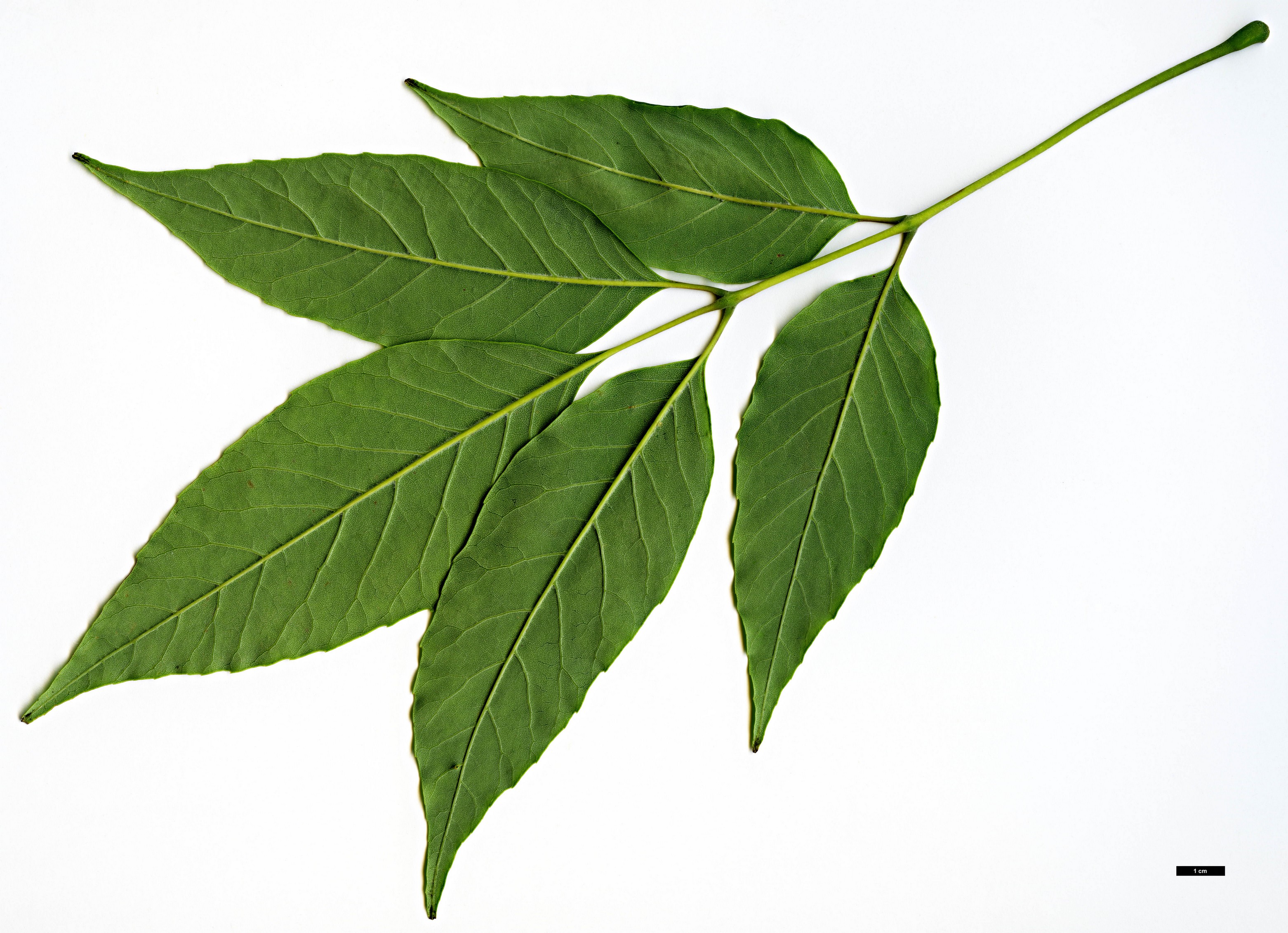 High resolution image: Family: Oleaceae - Genus: Fraxinus - Taxon: biltmoreana High resolution image: Family: Oleaceae - Genus: Fraxinus - Taxon: biltmoreana