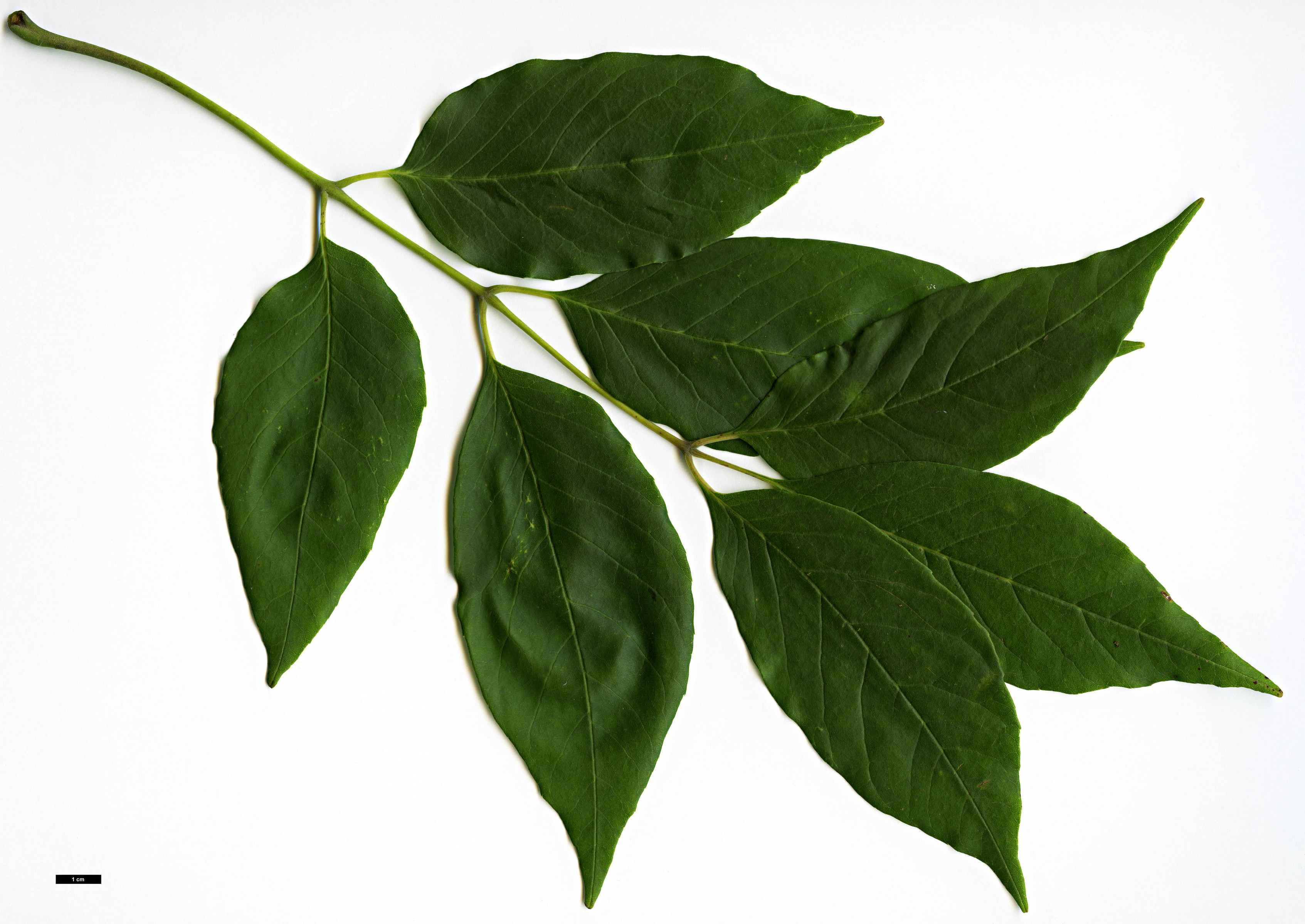 High resolution image: Family: Oleaceae - Genus: Fraxinus - Taxon: biltmoreana High resolution image: Family: Oleaceae - Genus: Fraxinus - Taxon: biltmoreana