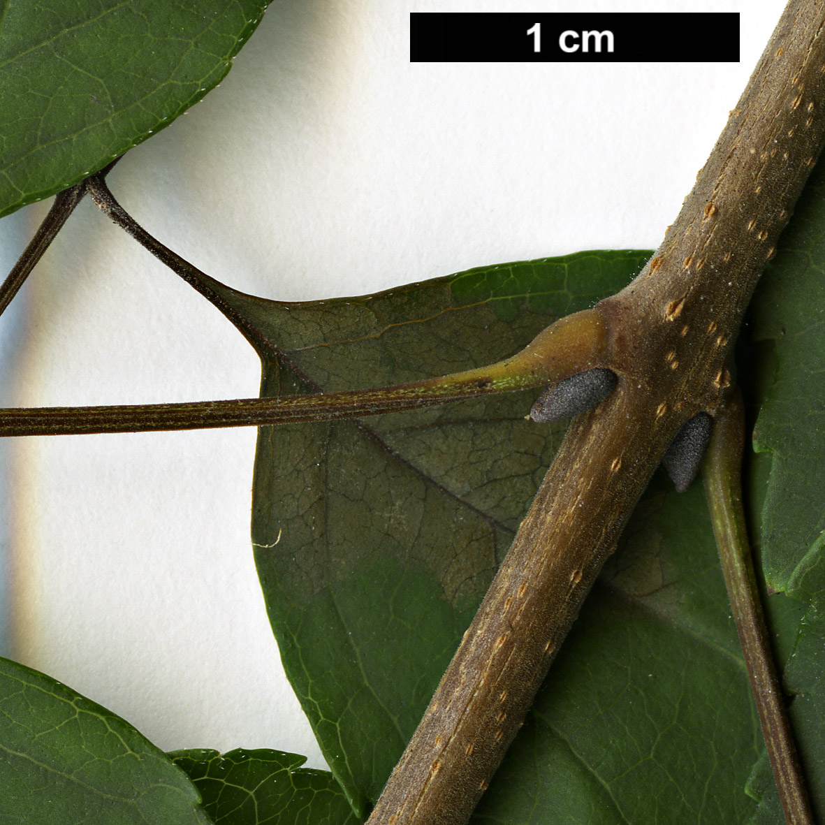 High resolution image: Family: Oleaceae - Genus: Fraxinus - Taxon: bungeana High resolution image: Family: Oleaceae - Genus: Fraxinus - Taxon: bungeana